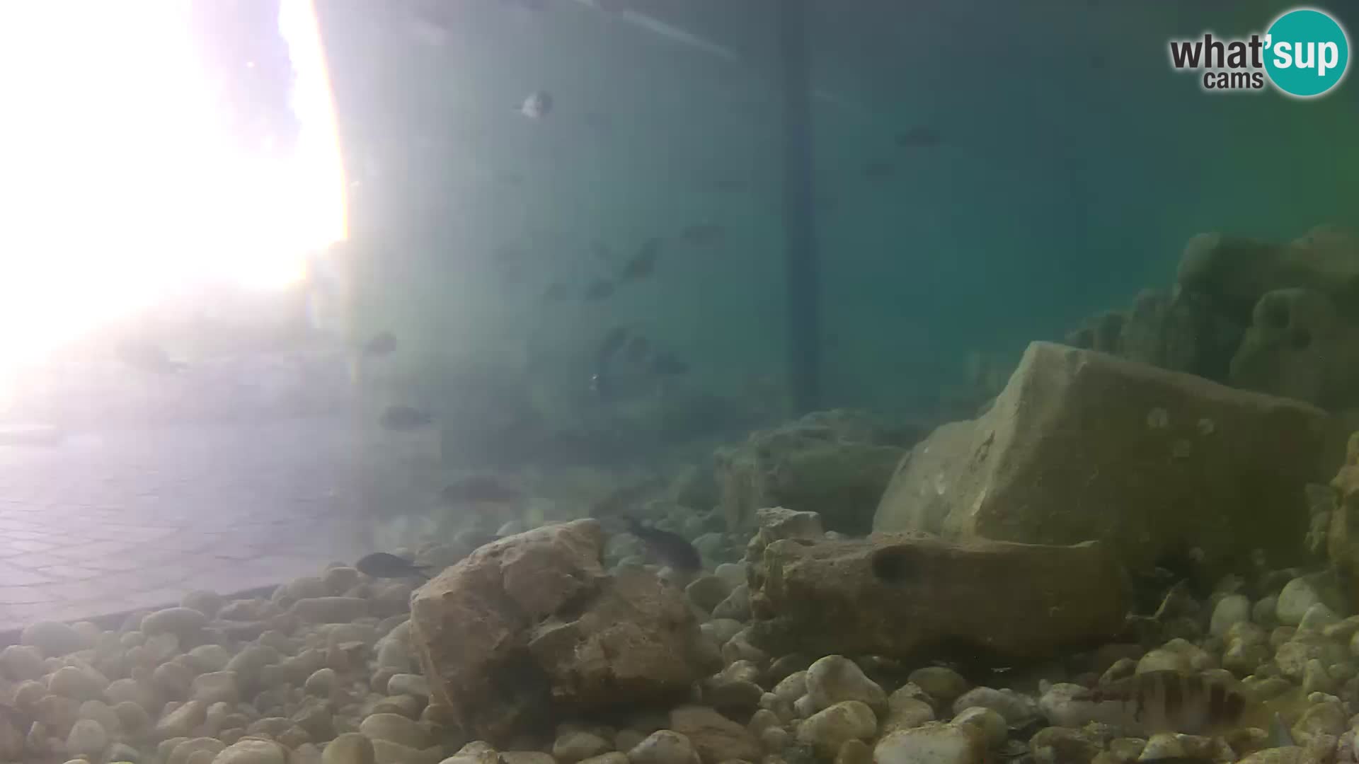 Marine Aquarium im Freien Rogoznica webcam Kroatien