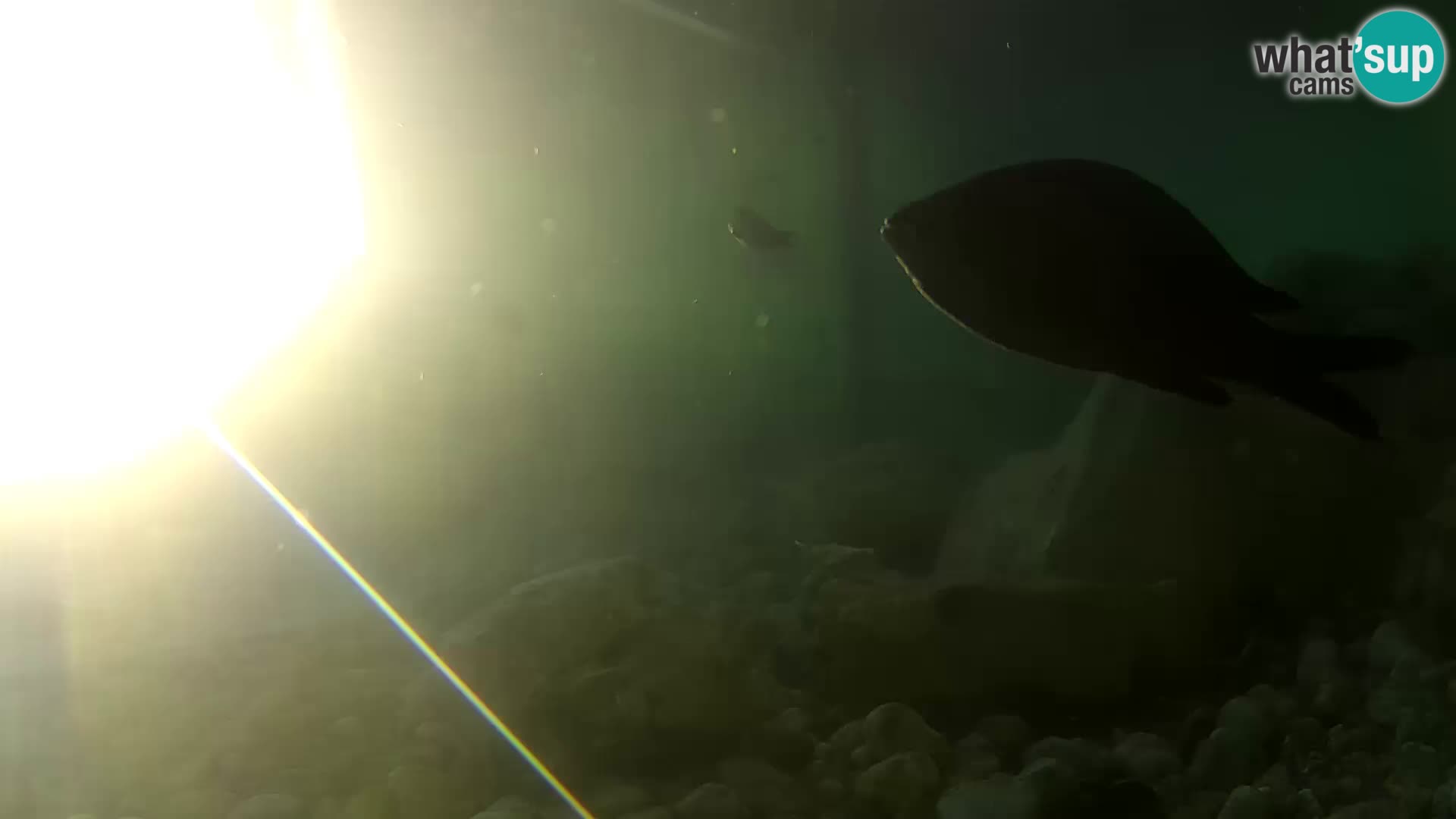 Acuario marino al aire libre Rogoznica webcam Croacia