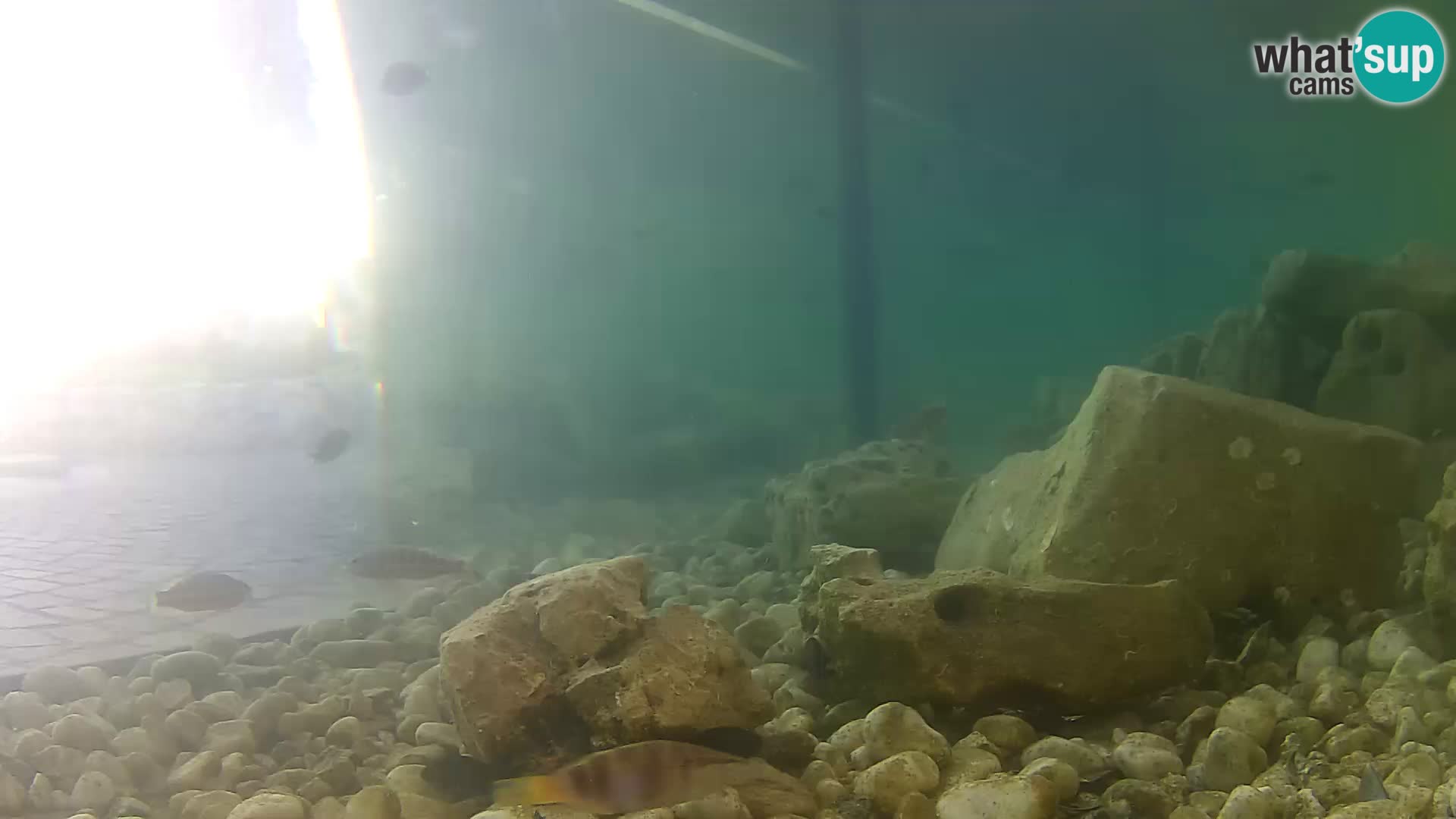 Acuario marino al aire libre Rogoznica webcam Croacia