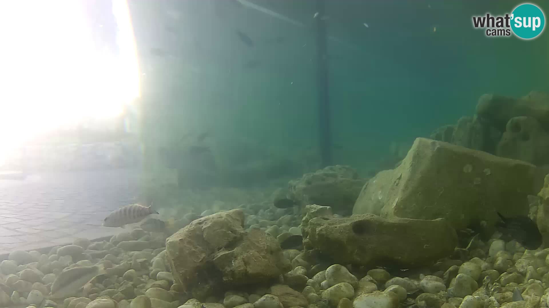 Webcam de l’aquarium marin extérieur de Rogoznica Croatie