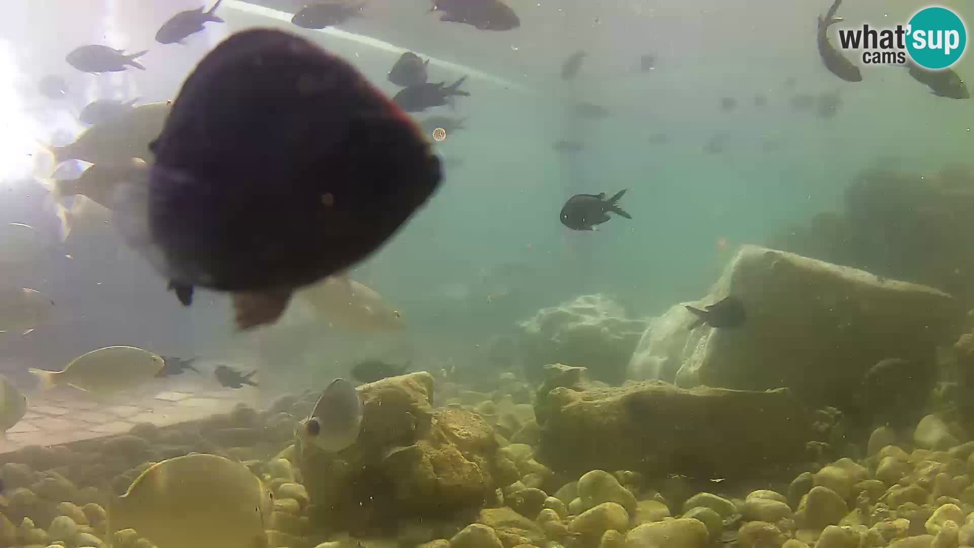 Zunanji morski akvarij Rogoznica spletna kamera Hrvaška