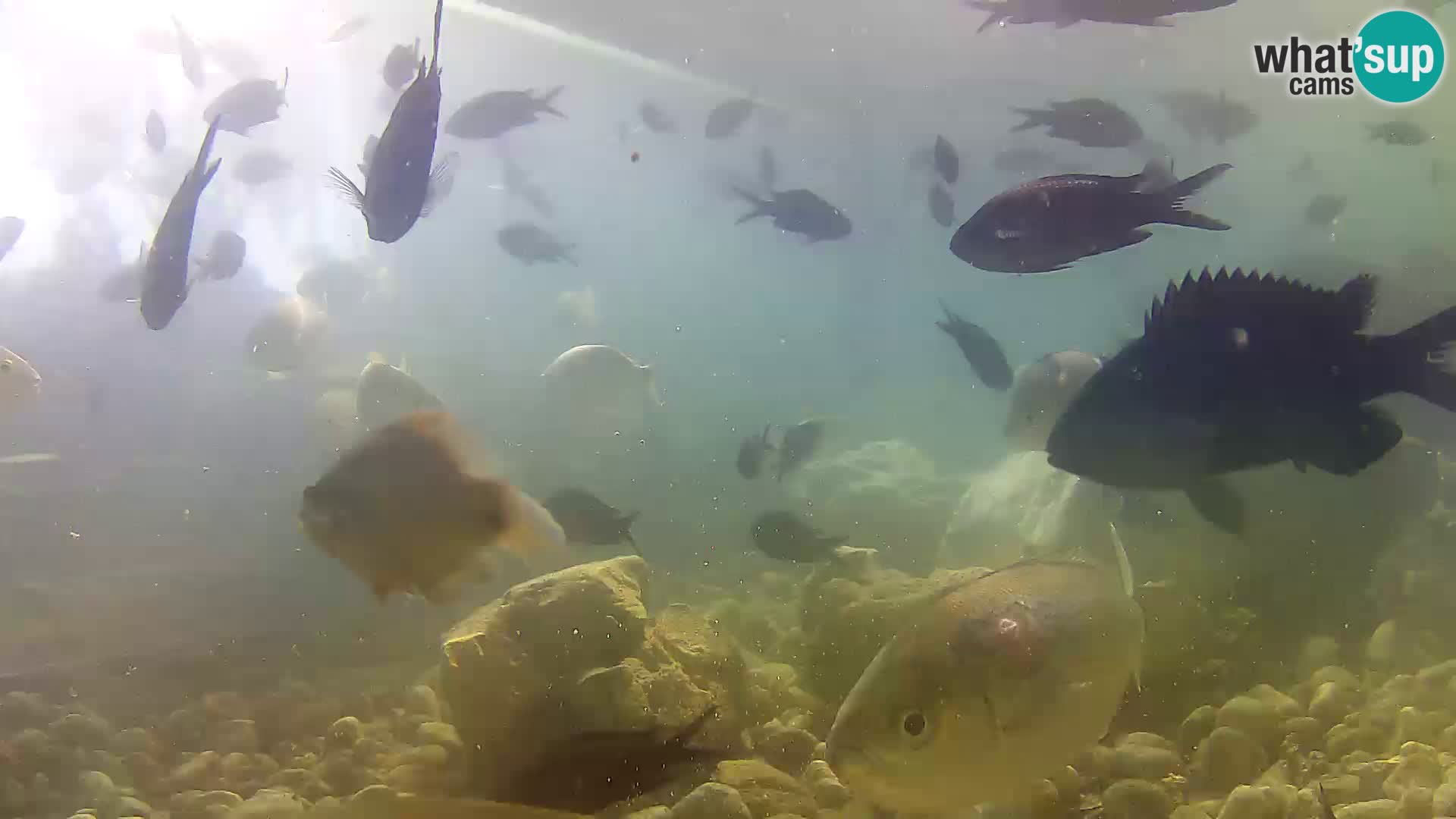 Zunanji morski akvarij Rogoznica spletna kamera Hrvaška