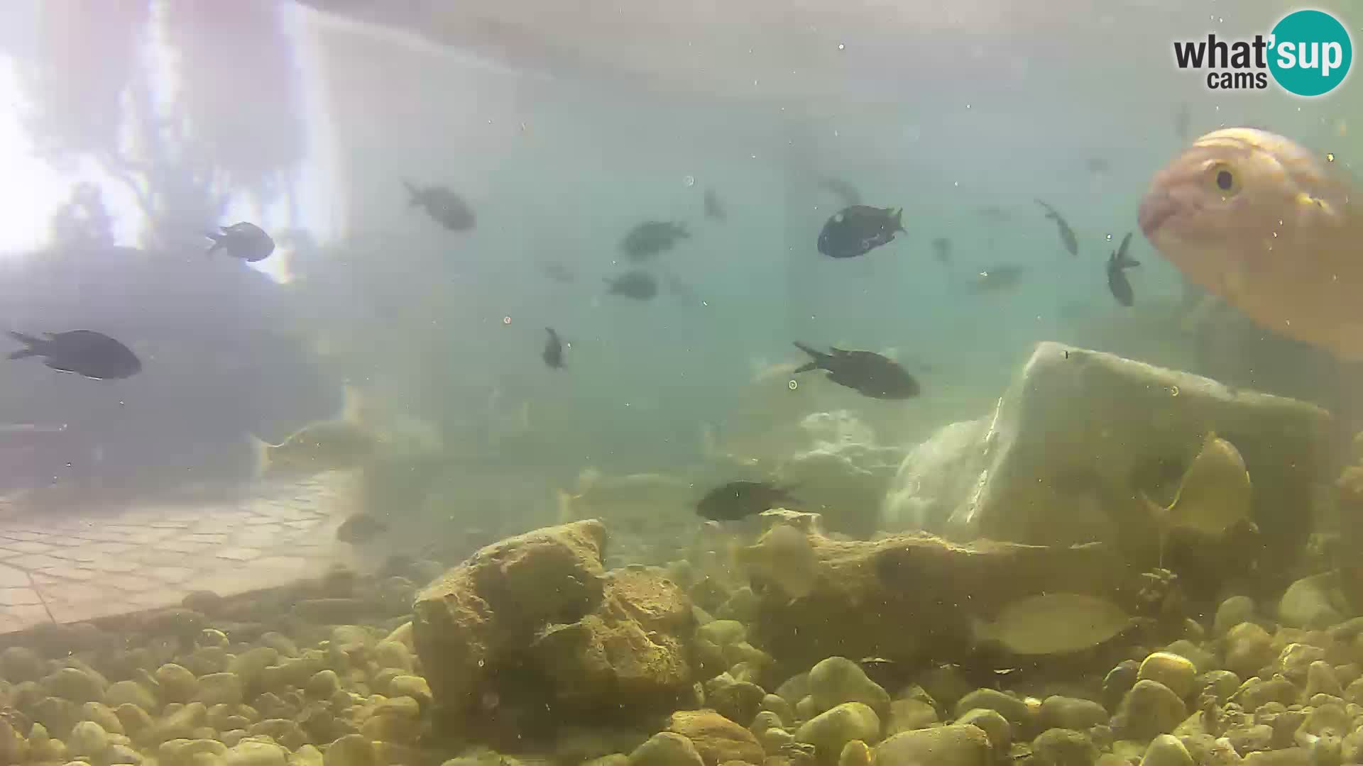 Outdoor Marine Aquarium Rogoznica webcam Croatia