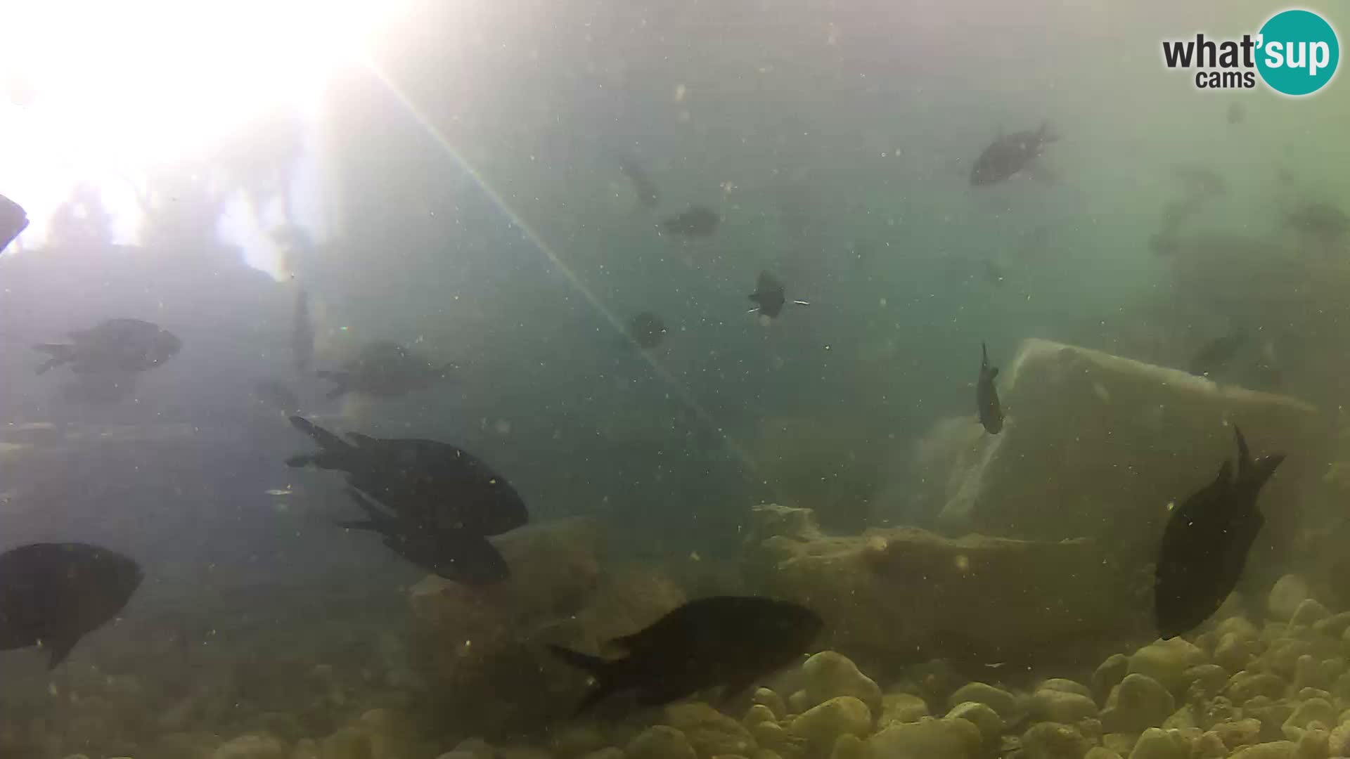 Webcam de l’aquarium marin extérieur de Rogoznica Croatie