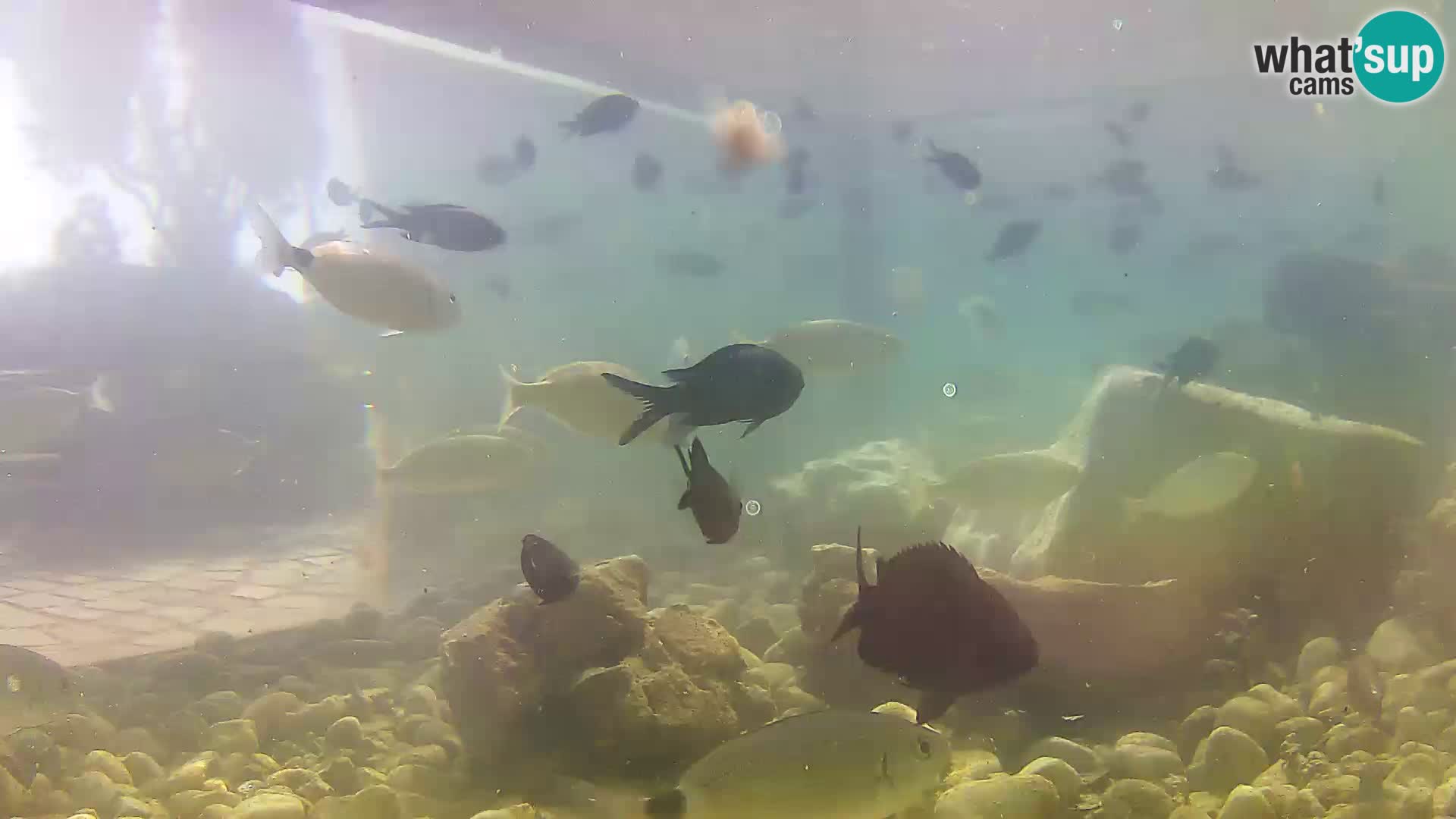Acuario marino al aire libre Rogoznica webcam Croacia