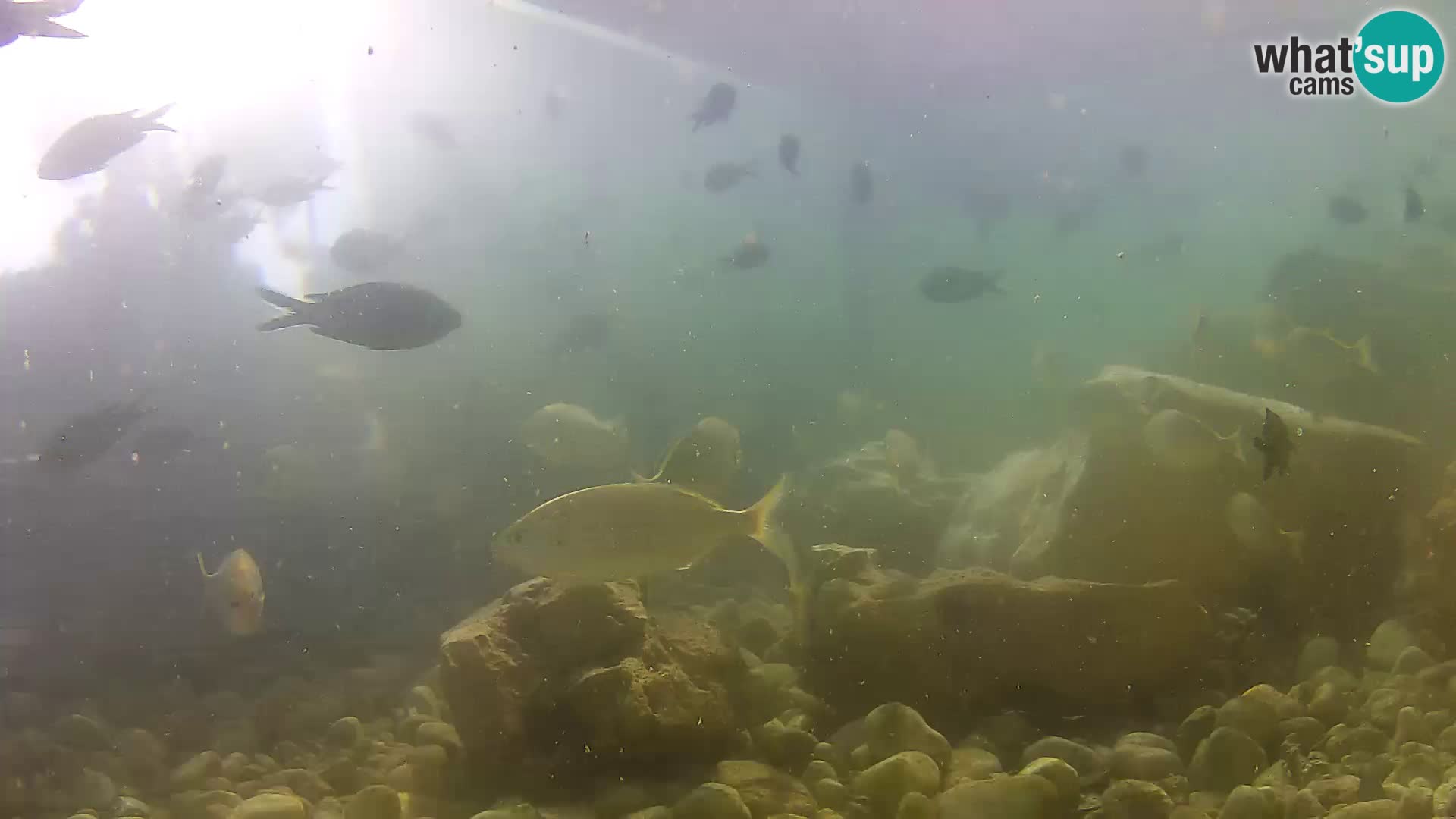 Outdoor Marine Aquarium Rogoznica webcam Croatia