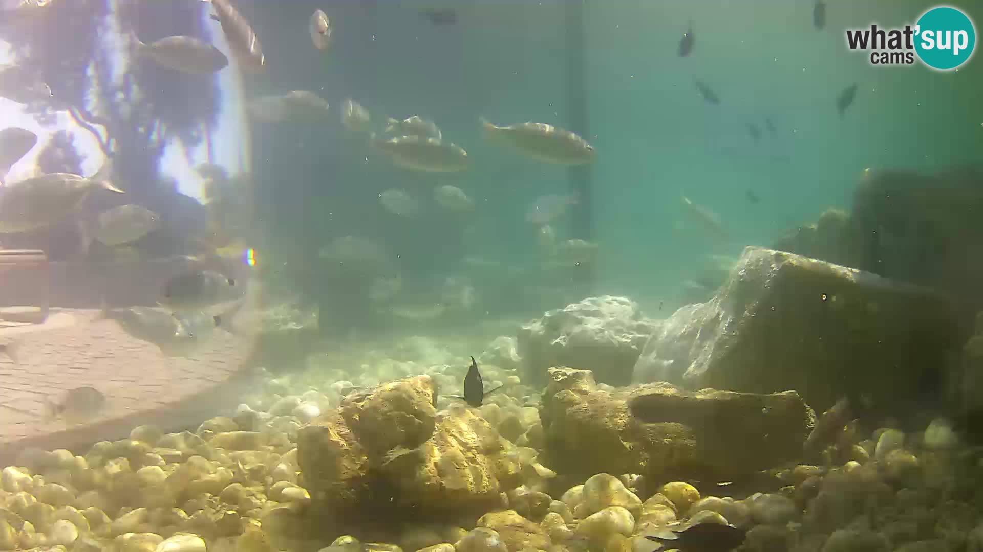 Outdoor Marine Aquarium Rogoznica webcam Croatia