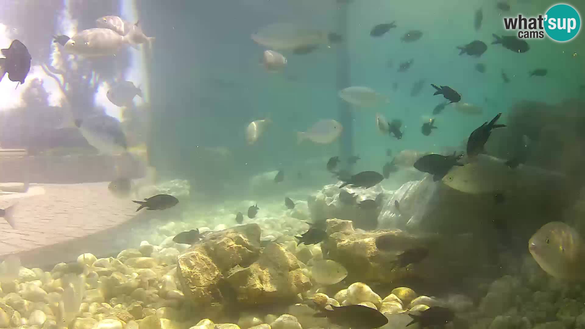 Aquario marino esterno –  Rogoznica livecam Croazia
