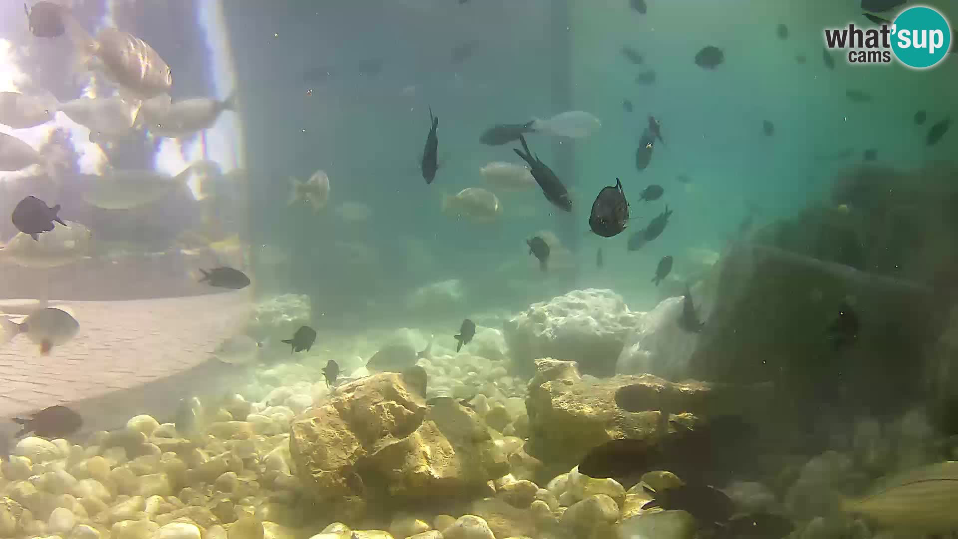 Marine Aquarium im Freien Rogoznica webcam Kroatien