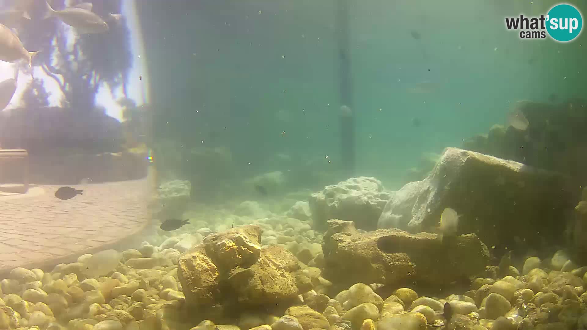 Marine Aquarium im Freien Rogoznica webcam Kroatien