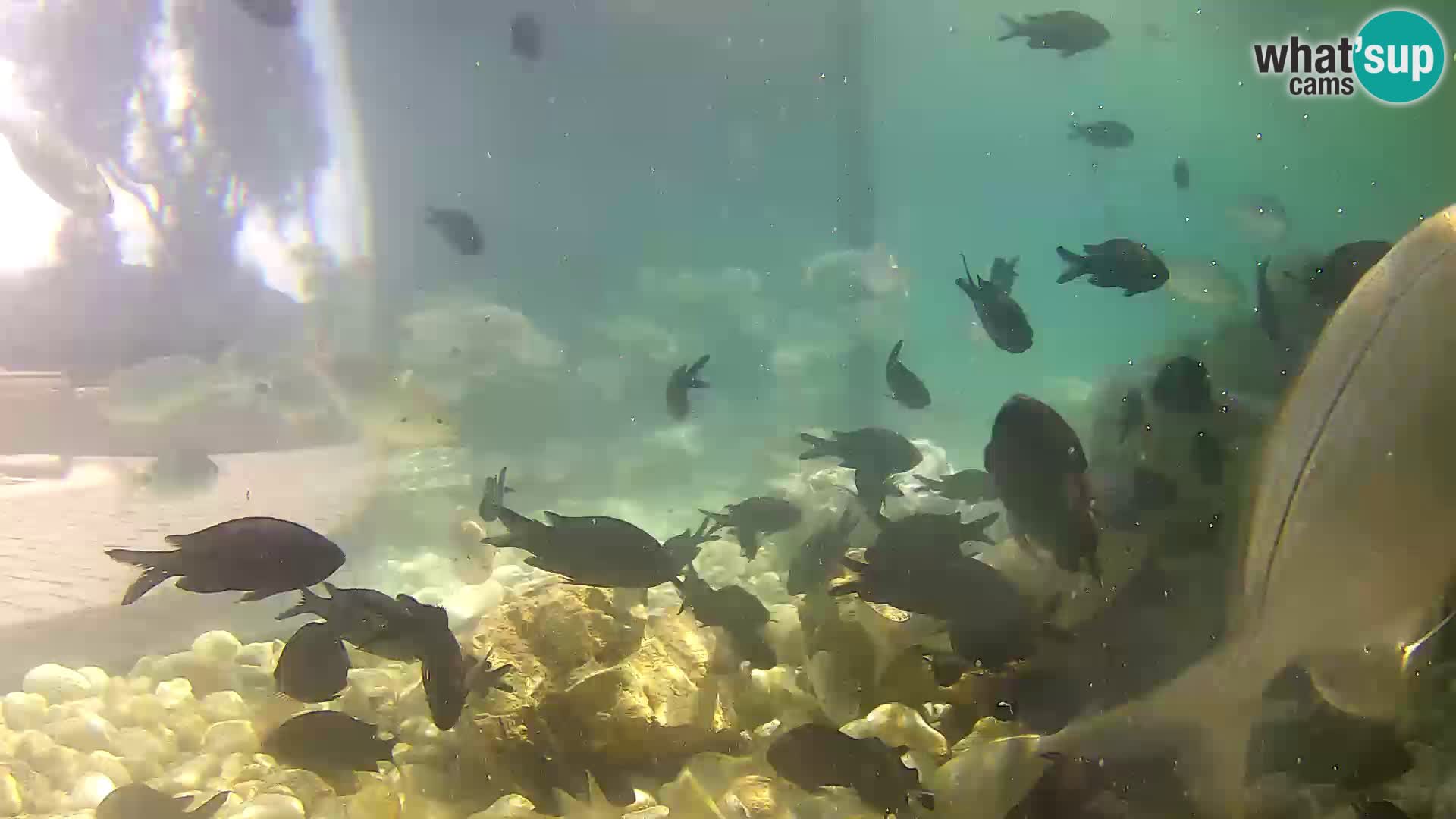 Unterwasserkamera Brijuni – Čamčarnica