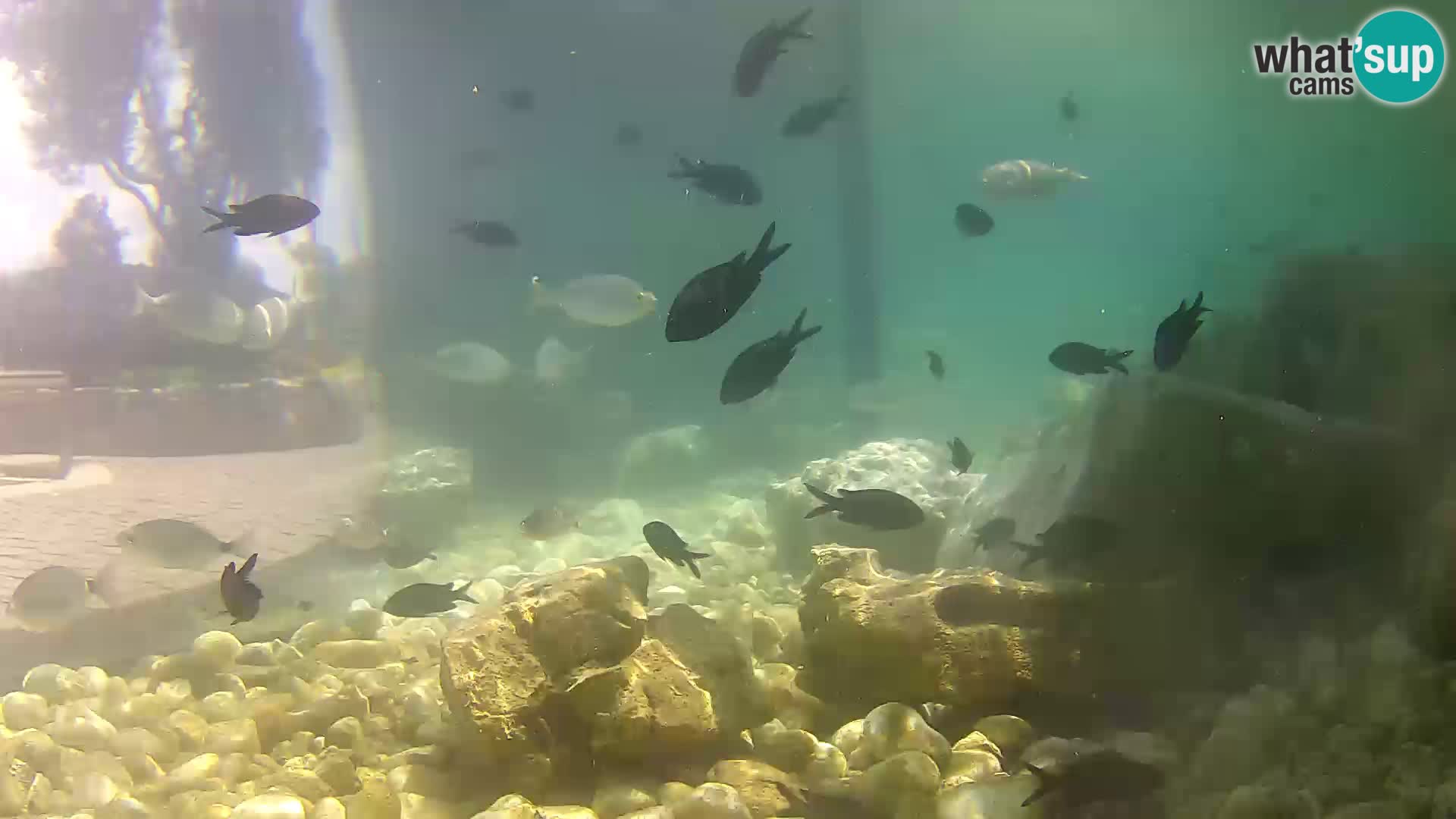 Outdoor Marine Aquarium Rogoznica webcam Croatia