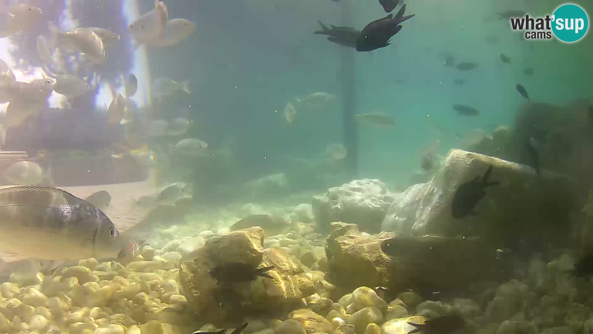 Outdoor Marine Aquarium Rogoznica webcam Croatia