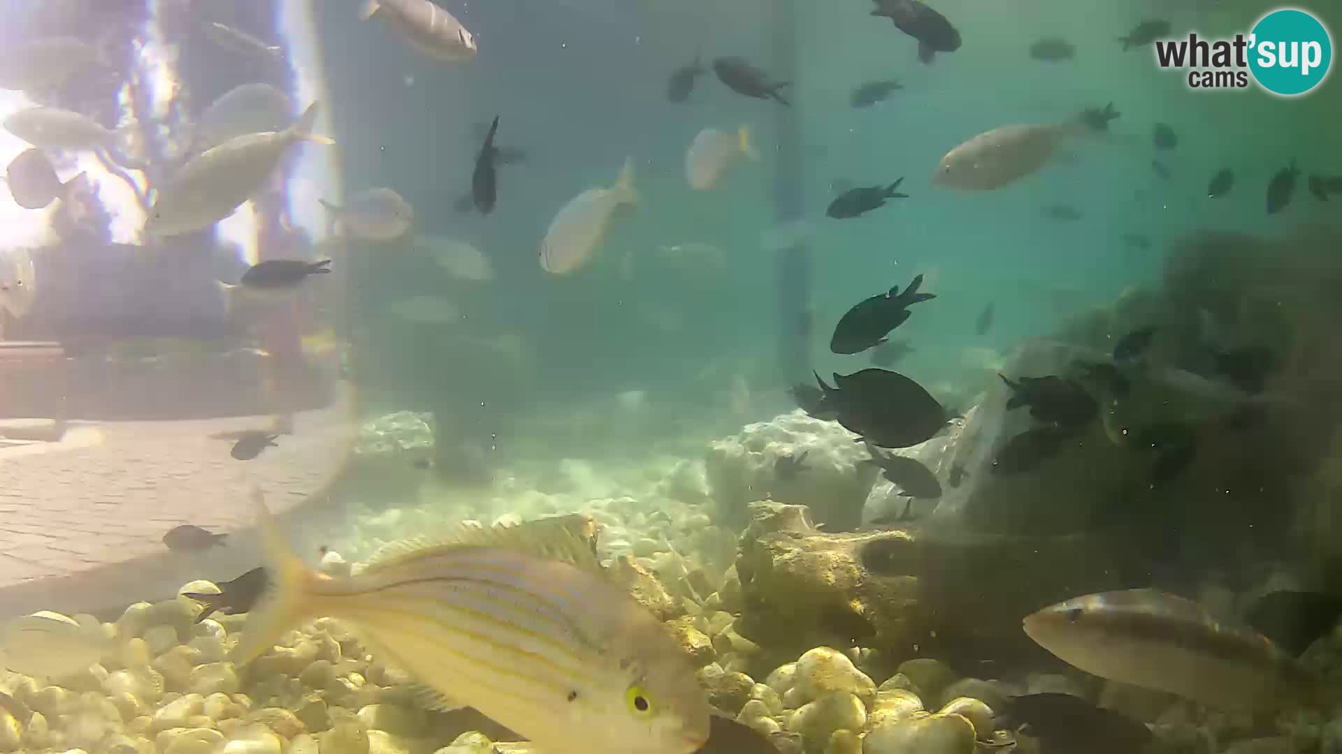 Outdoor Marine Aquarium Rogoznica webcam Croatia