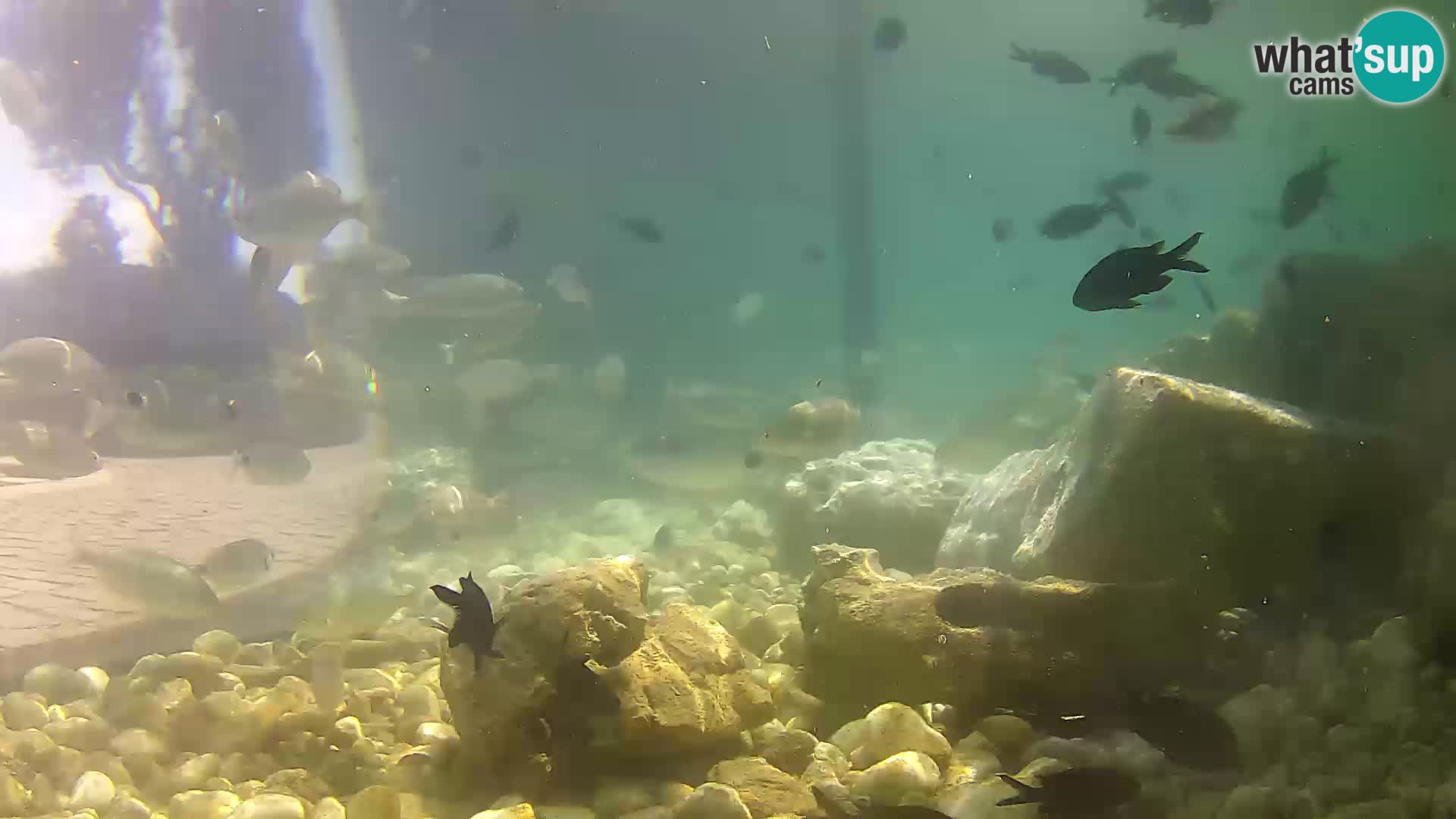 Marine Aquarium im Freien Rogoznica webcam Kroatien