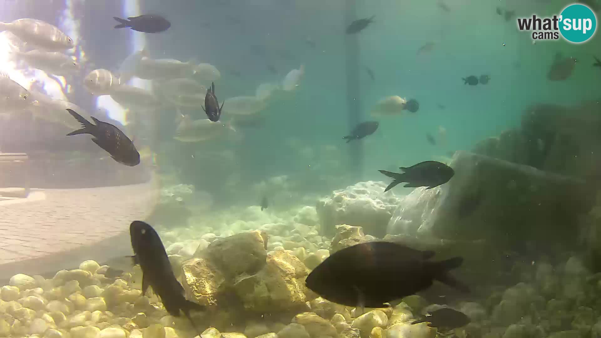 Acuario marino al aire libre Rogoznica webcam Croacia