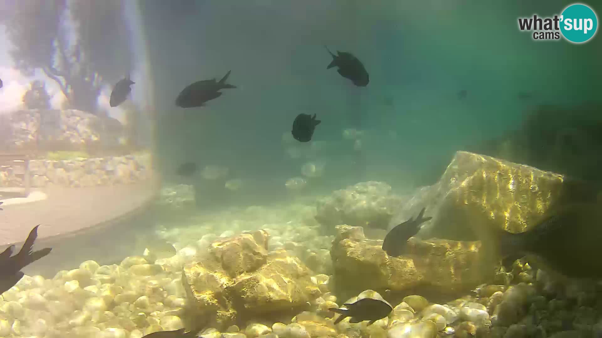 Outdoor Marine Aquarium Rogoznica webcam Croatia