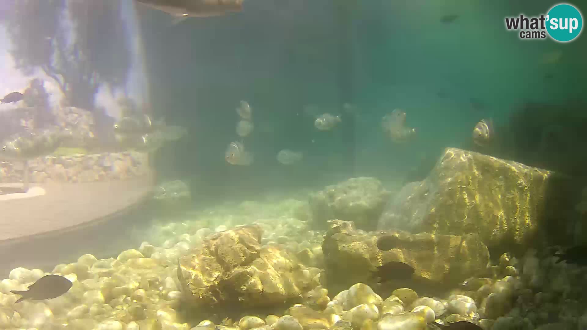 Zunanji morski akvarij Rogoznica spletna kamera Hrvaška