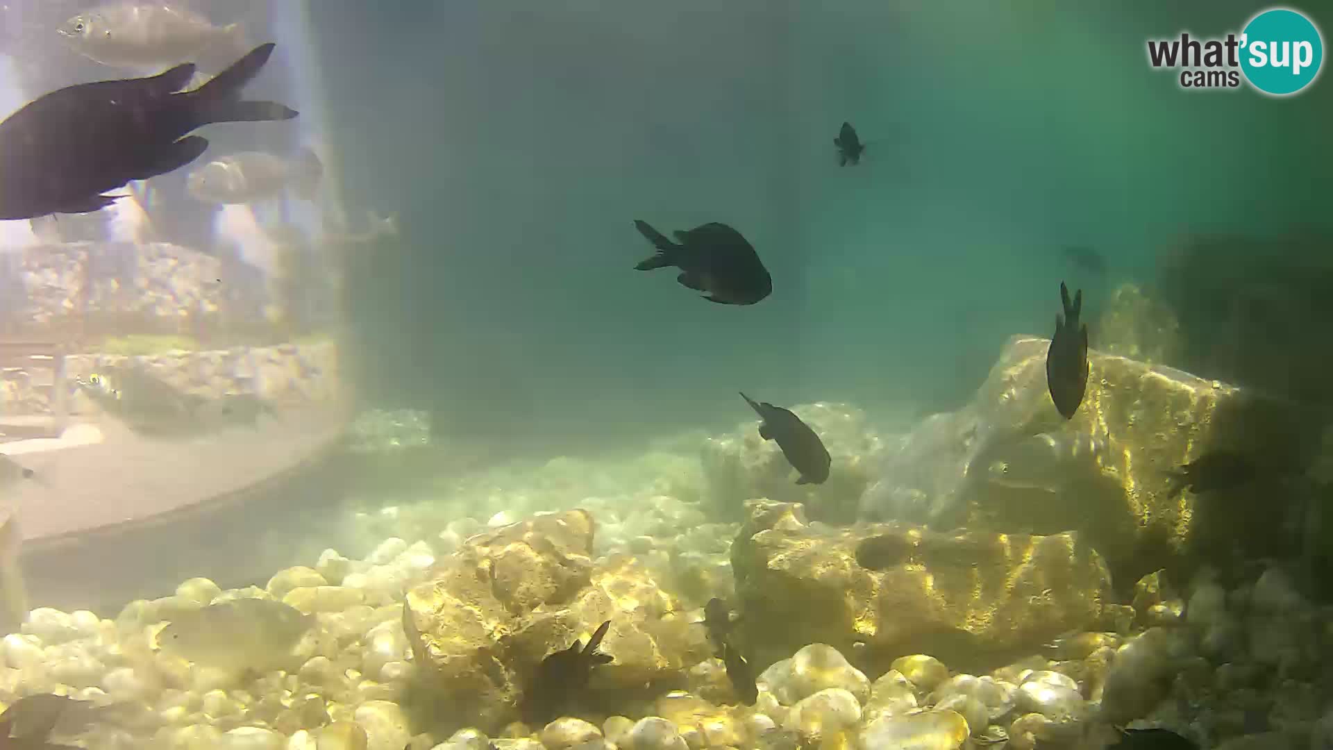 Outdoor Marine Aquarium Rogoznica webcam Croatia