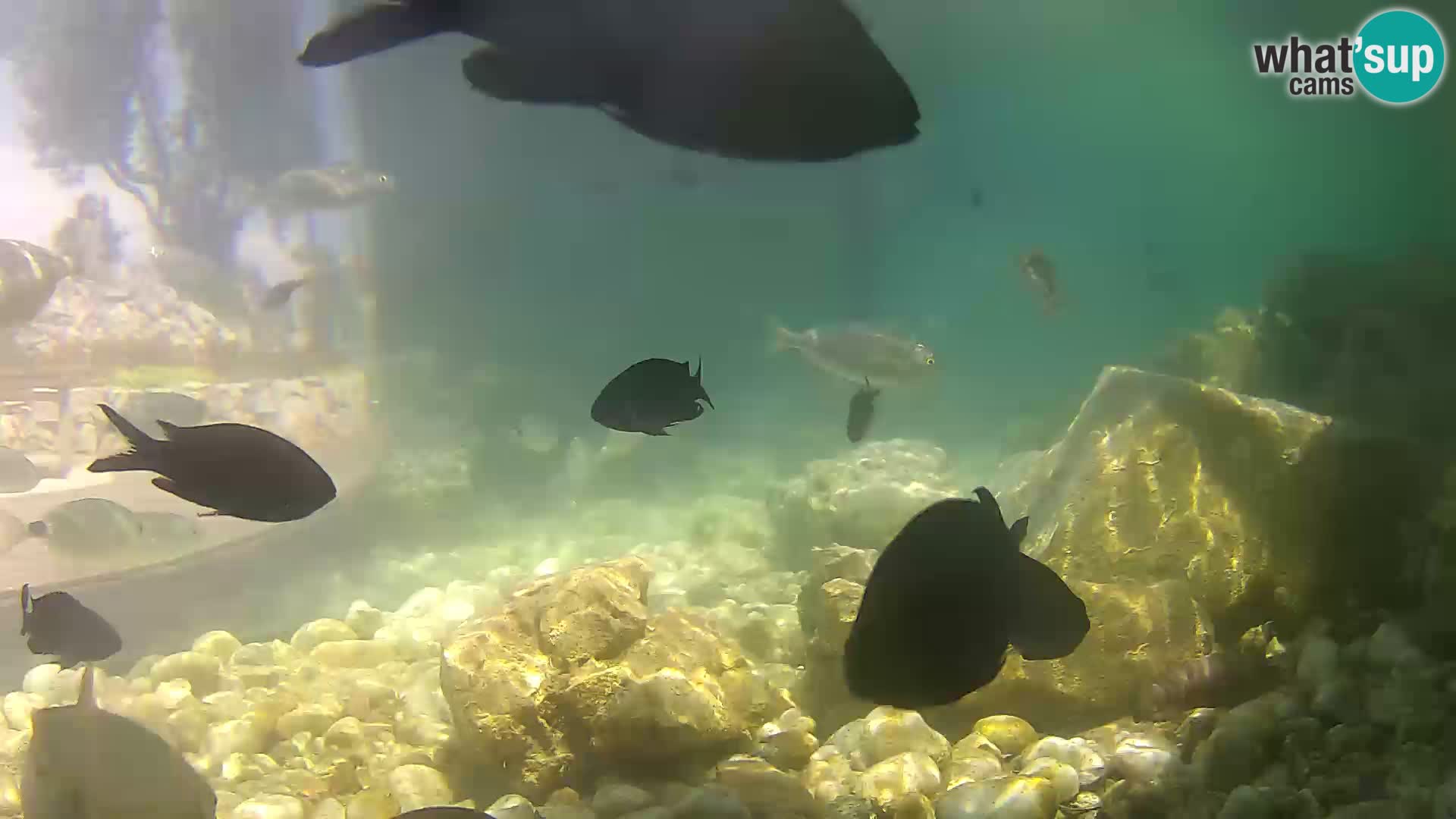 Outdoor Marine Aquarium Rogoznica webcam Croatia