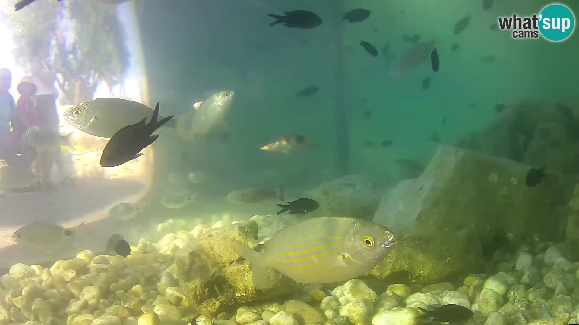 Aquario marino esterno –  Rogoznica livecam Croazia