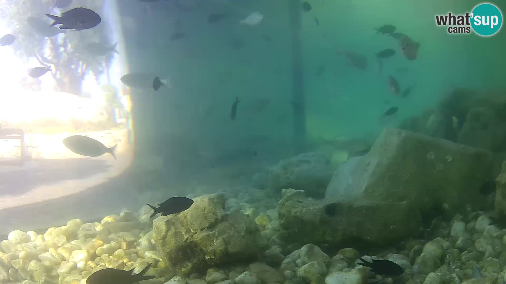 Outdoor Marine Aquarium Rogoznica webcam Croatia
