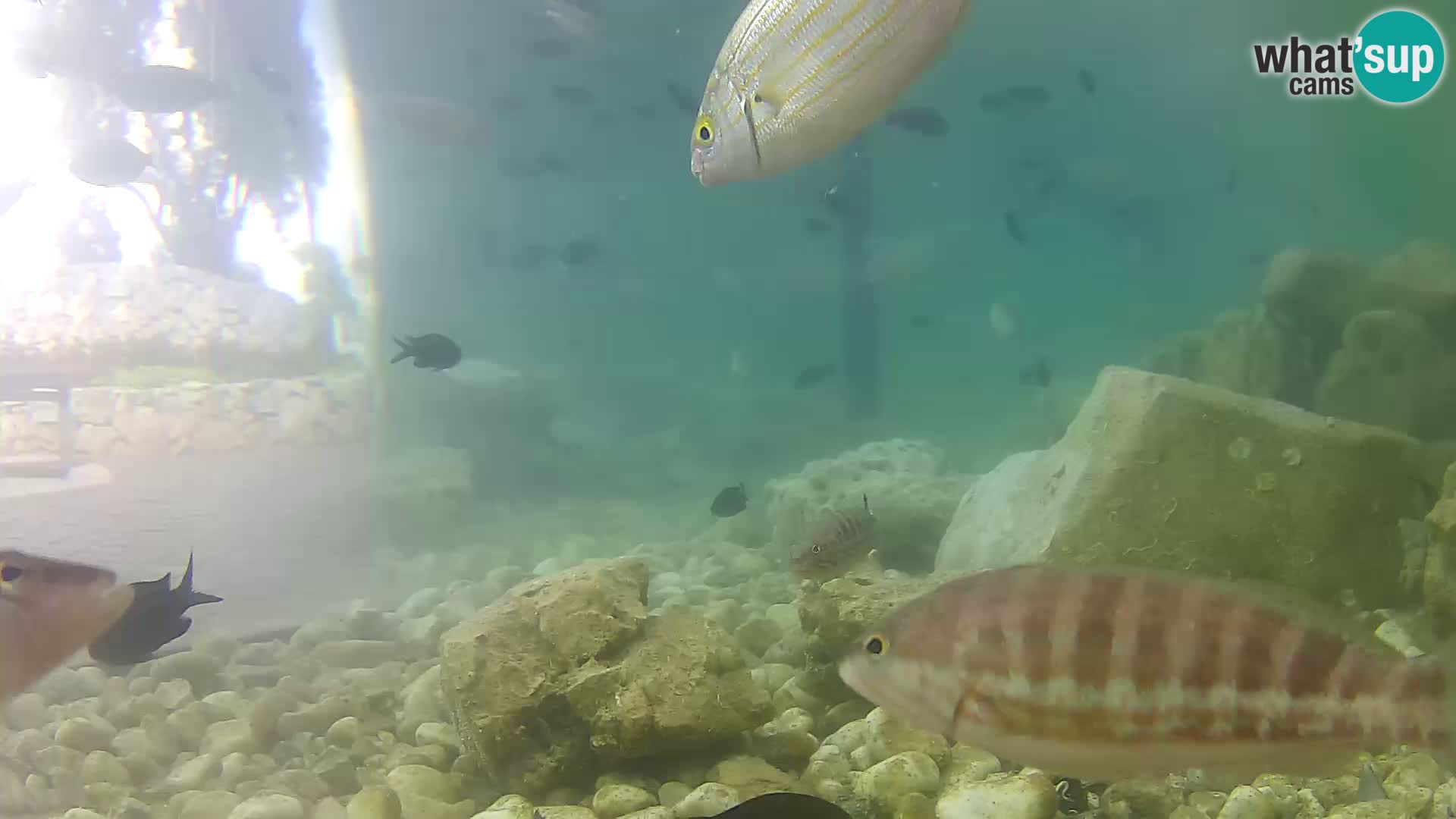 Webcam de l’aquarium marin extérieur de Rogoznica Croatie