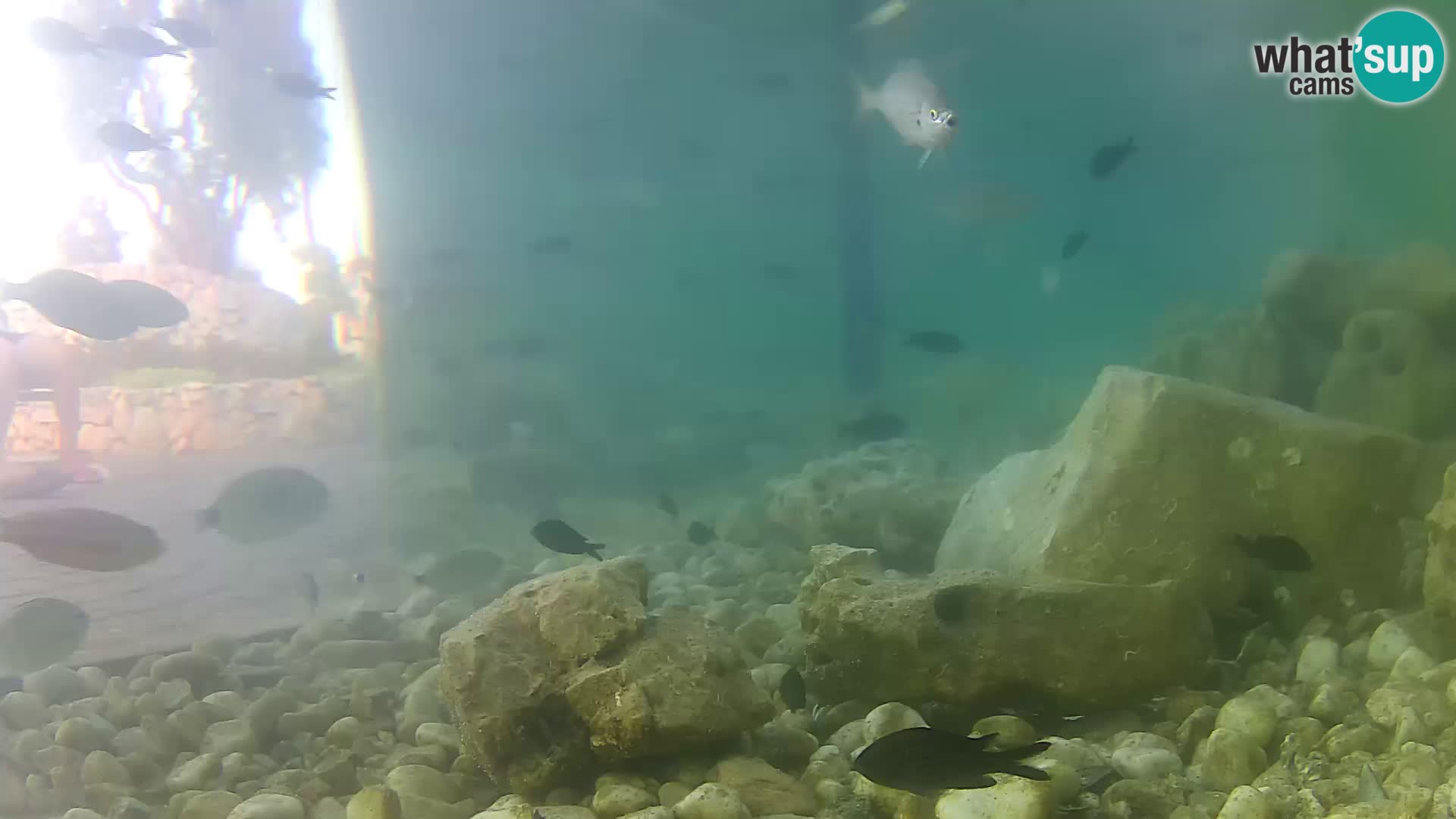 Zunanji morski akvarij Rogoznica spletna kamera Hrvaška
