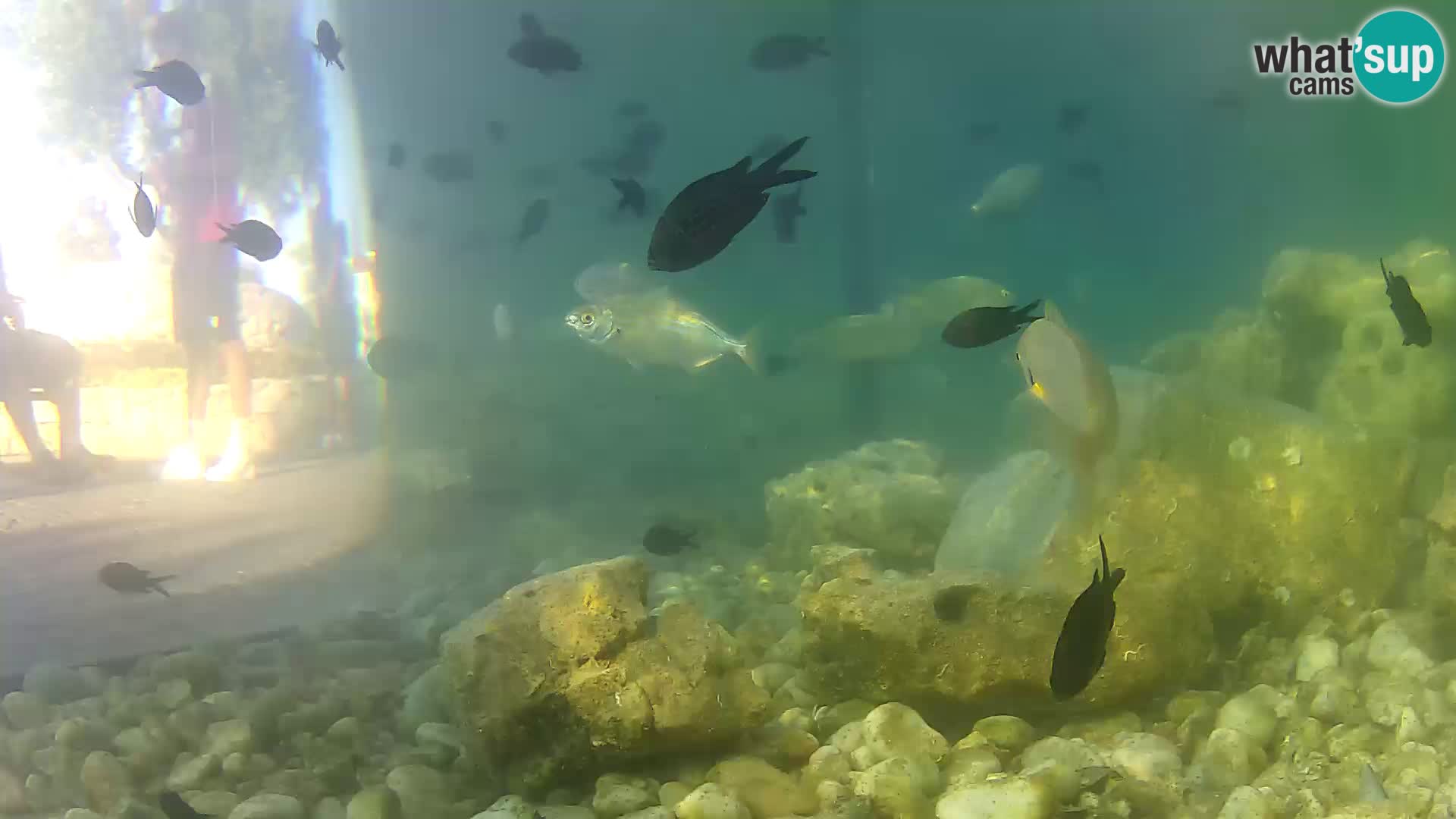 Aquario marino esterno –  Rogoznica livecam Croazia