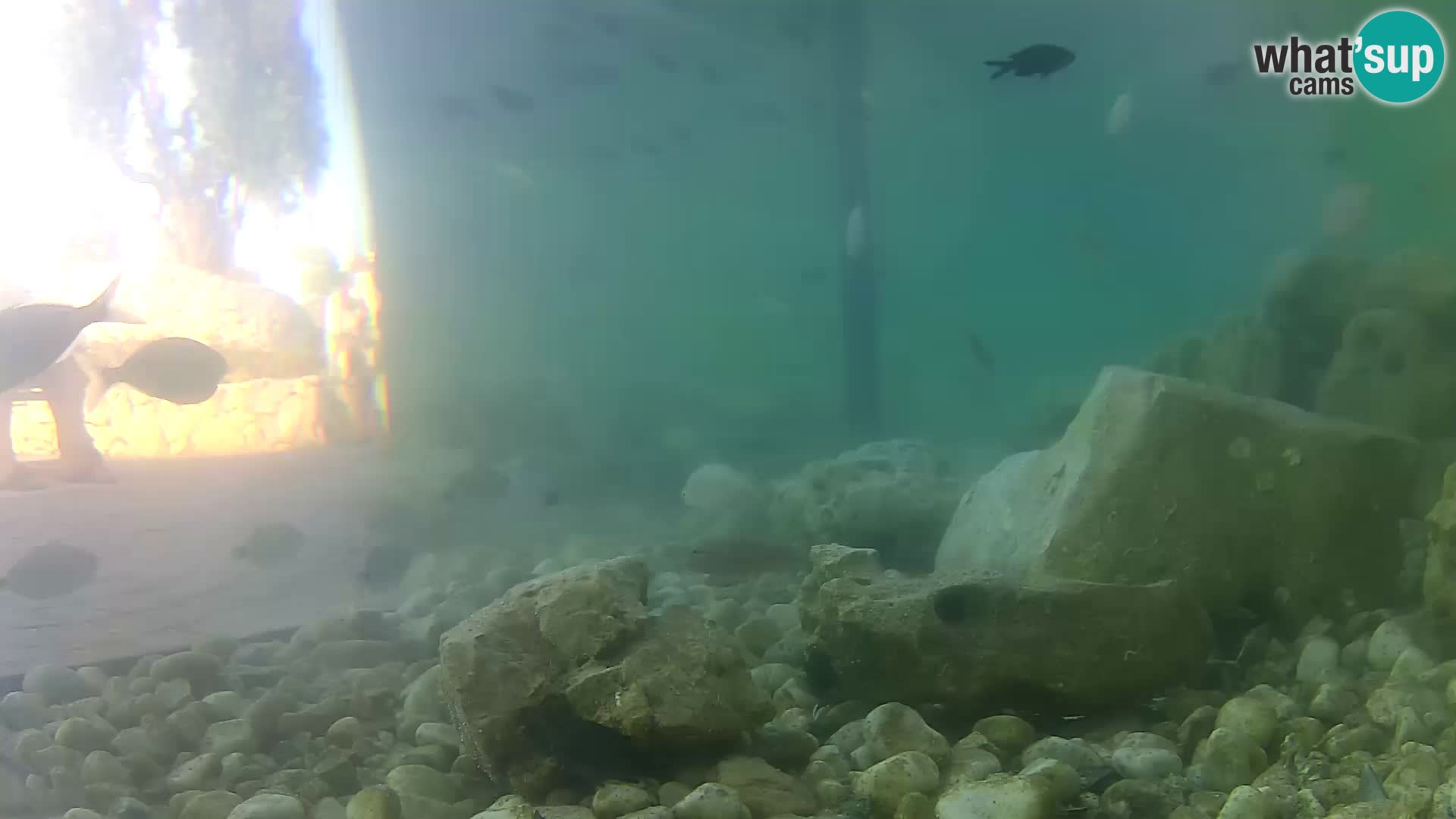 Marine Aquarium im Freien Rogoznica webcam Kroatien