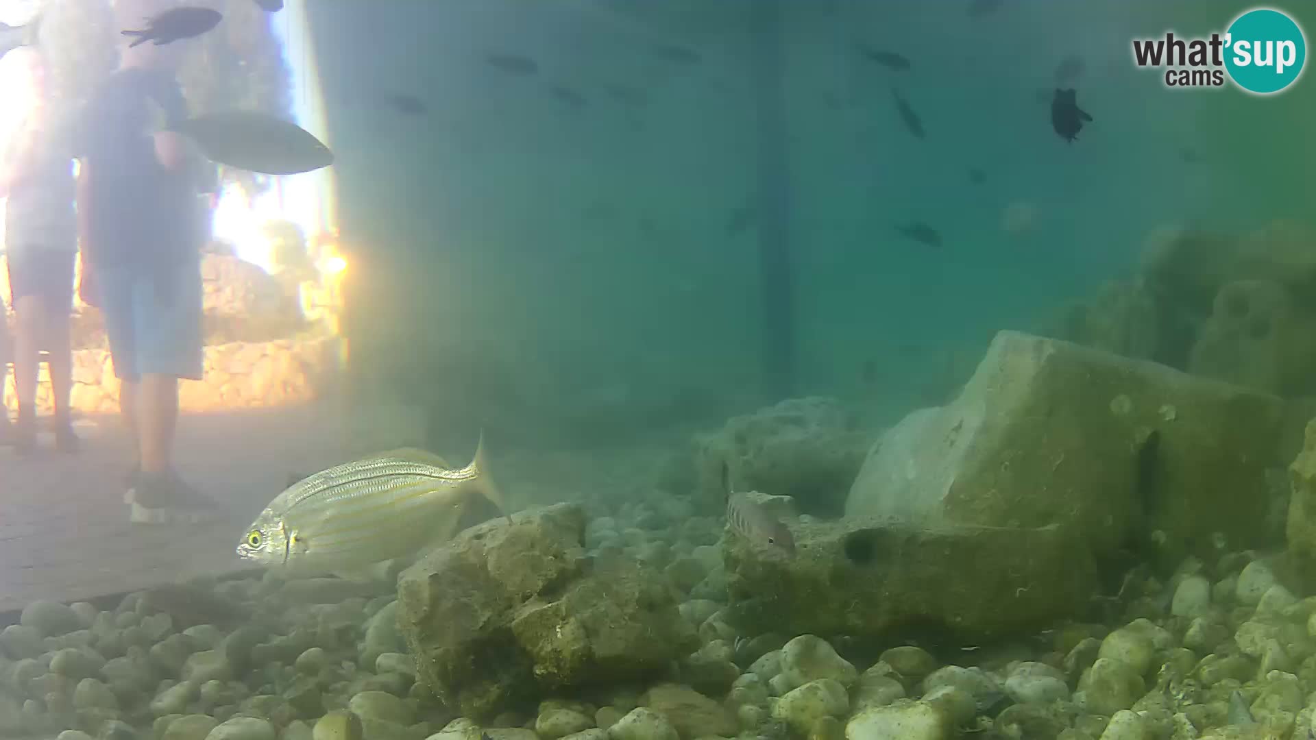 Acuario marino al aire libre Rogoznica webcam Croacia