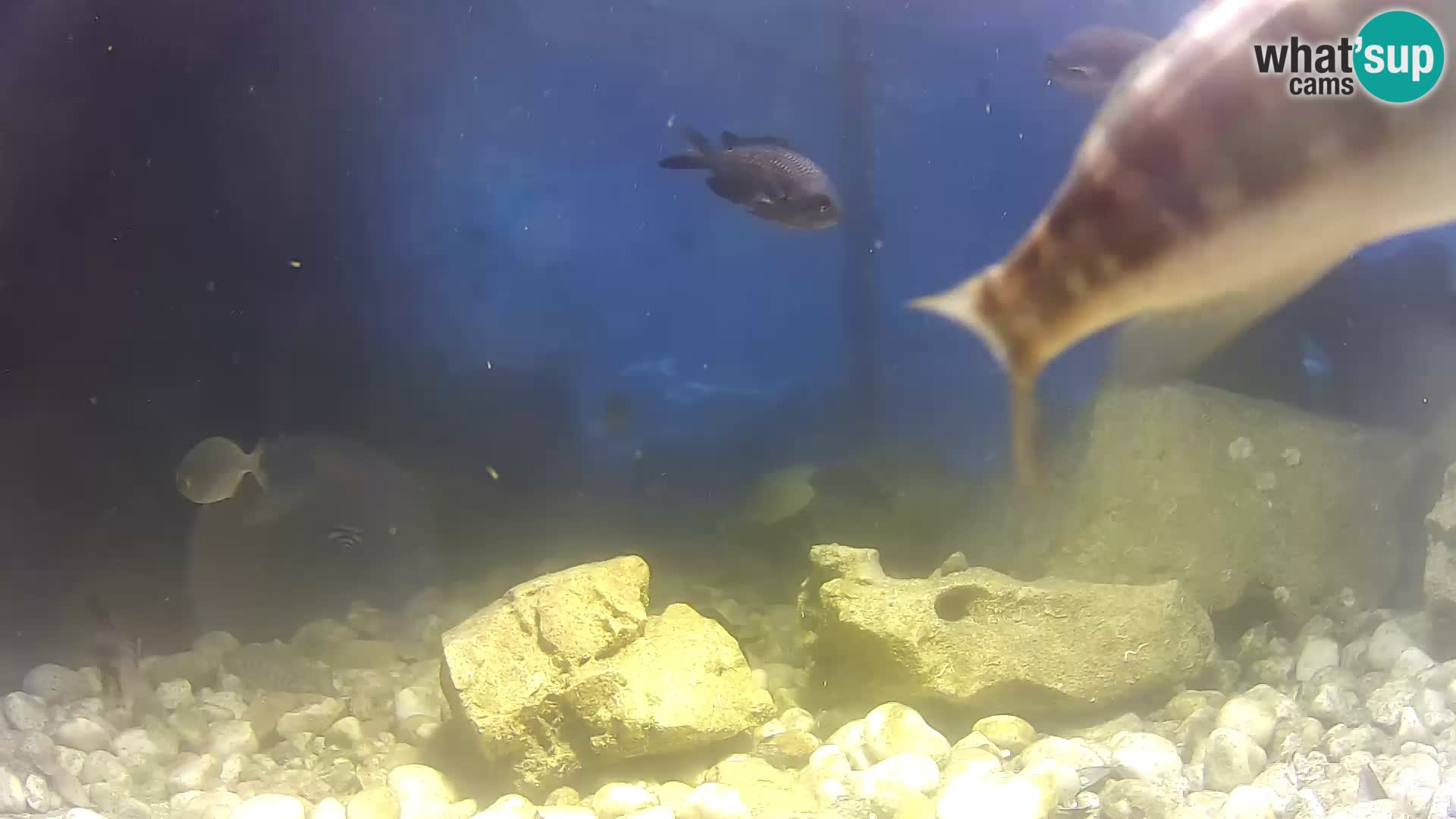 Outdoor Marine Aquarium Rogoznica webcam Croatia