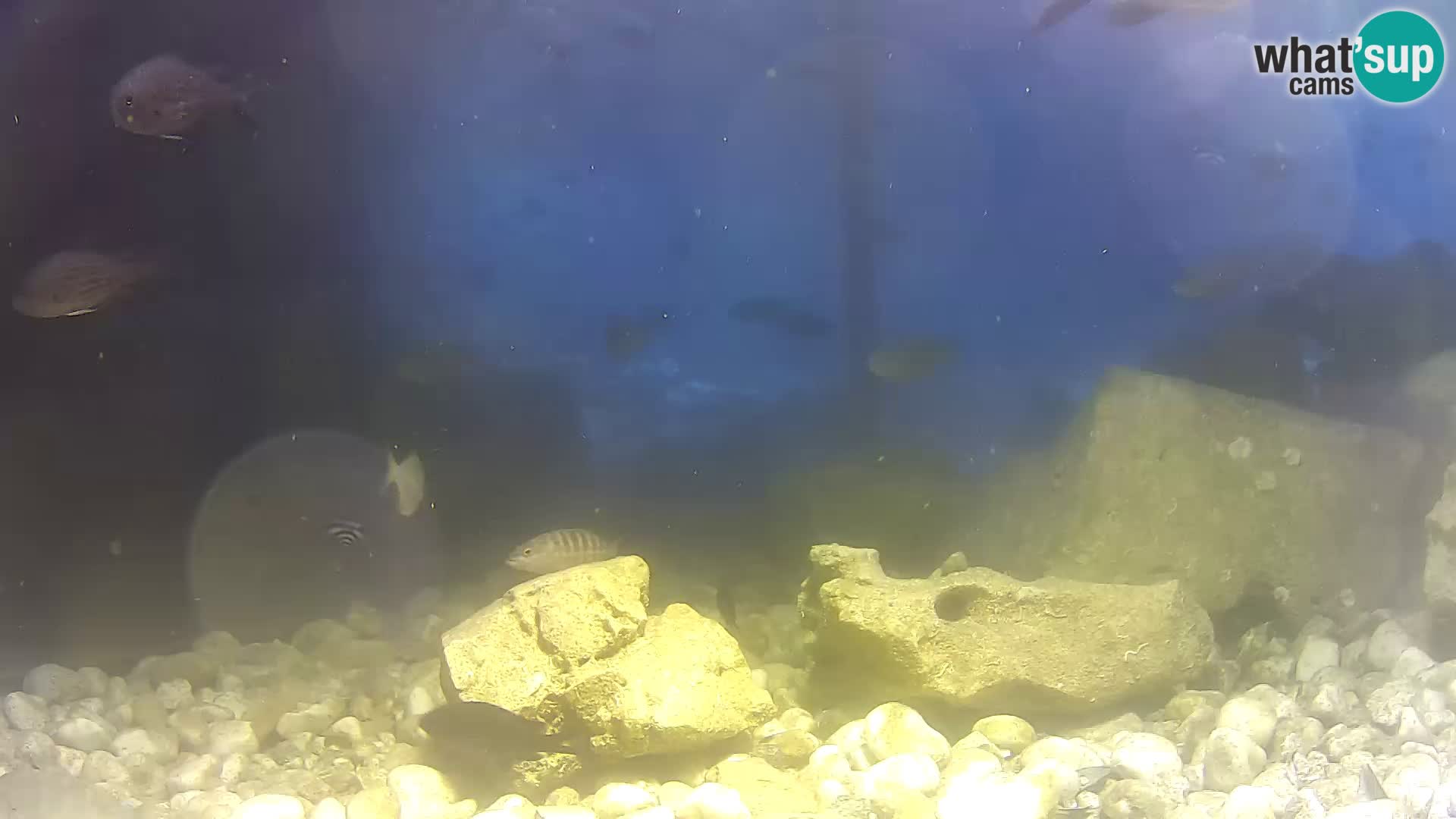 Outdoor Marine Aquarium Rogoznica webcam Croatia