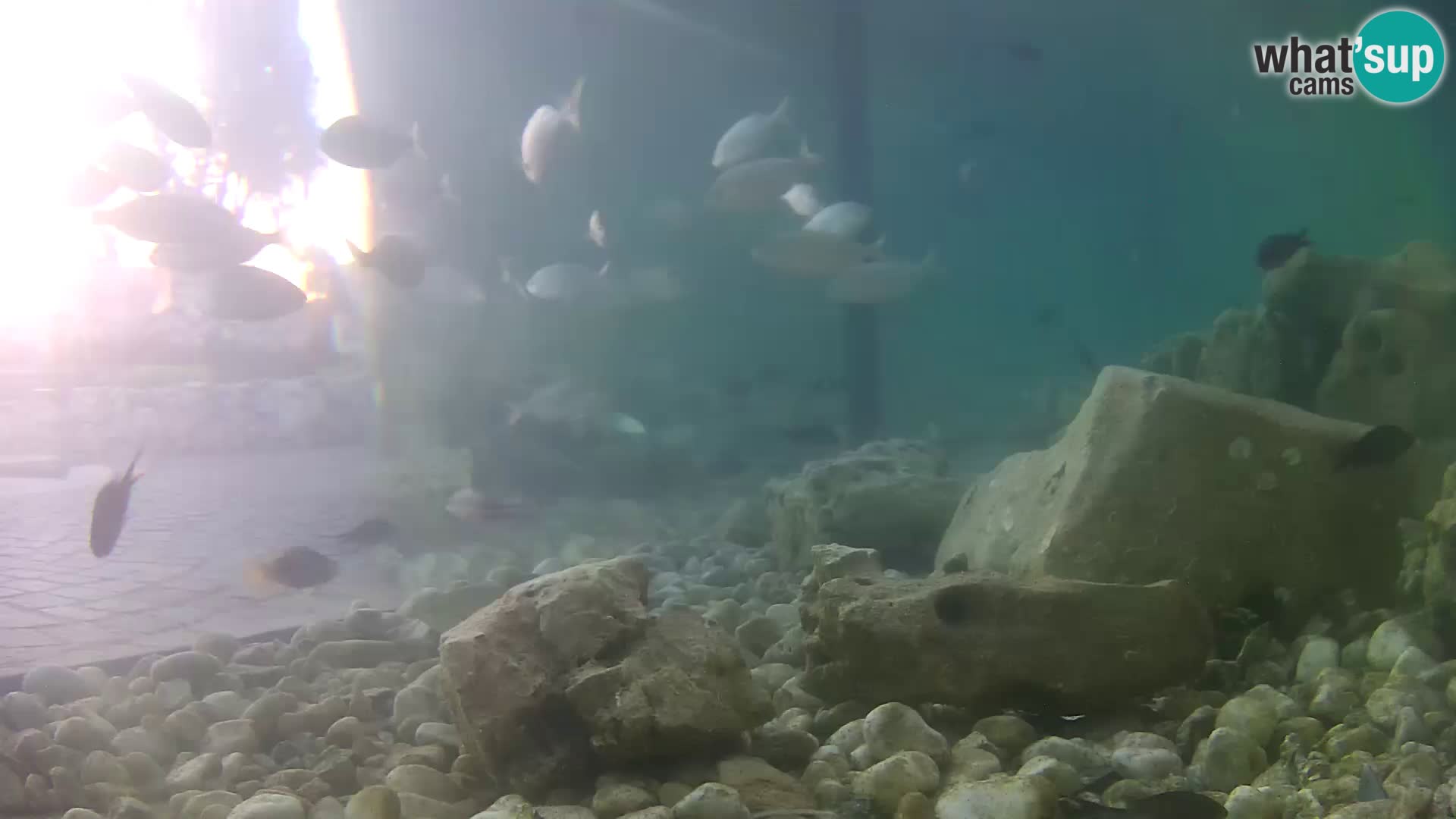Outdoor Marine Aquarium Rogoznica webcam Croatia