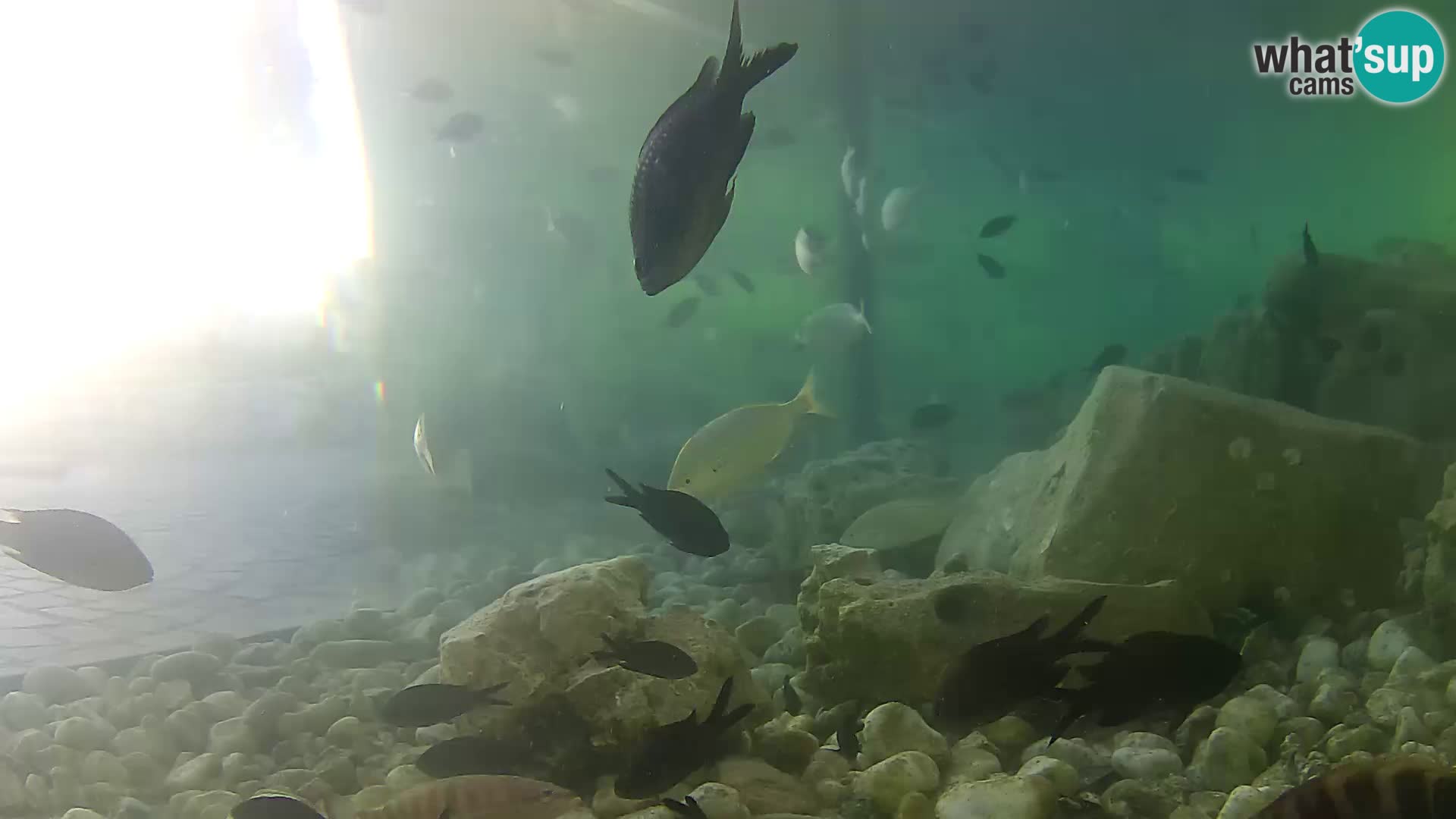 Outdoor Marine Aquarium Rogoznica webcam Croatia