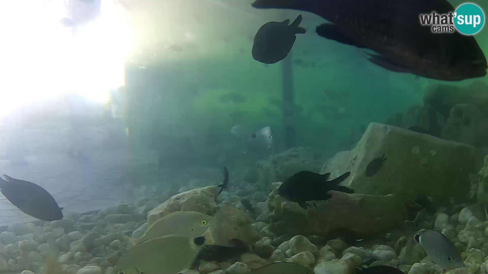 Zunanji morski akvarij Rogoznica spletna kamera Hrvaška