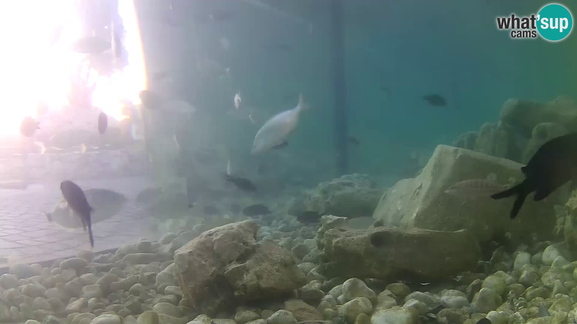 Aquario marino esterno –  Rogoznica livecam Croazia