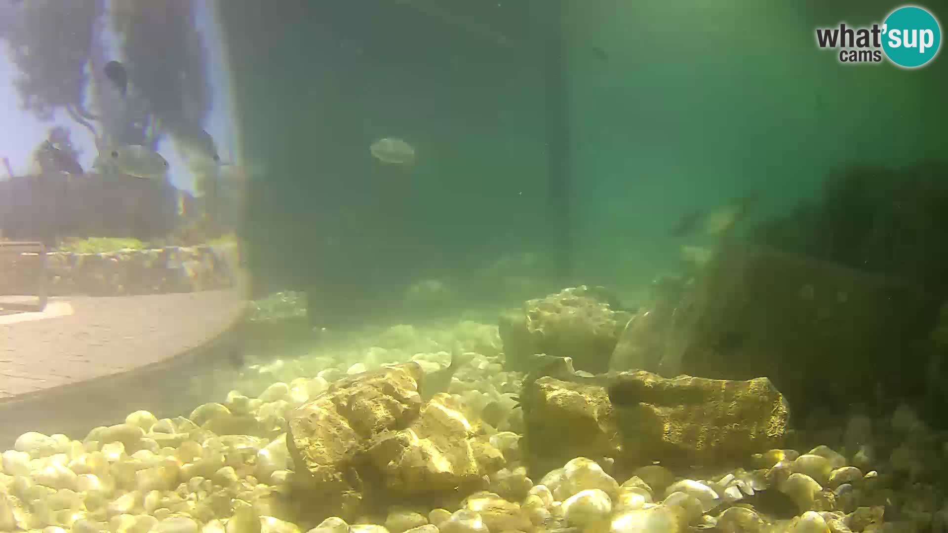 Marine Aquarium im Freien Rogoznica webcam Kroatien