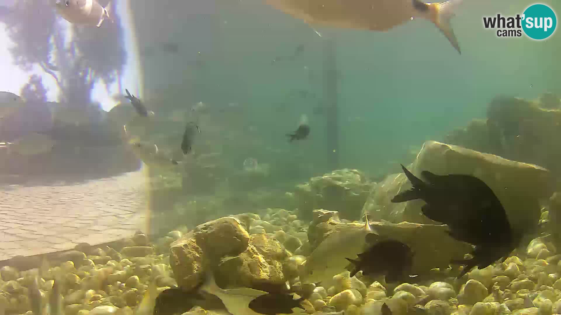 Marine Aquarium im Freien Rogoznica webcam Kroatien