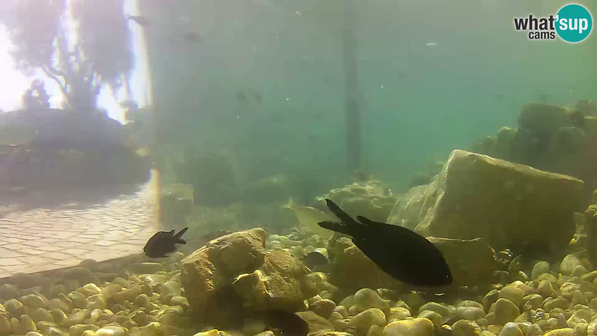 Outdoor Marine Aquarium Rogoznica webcam Croatia