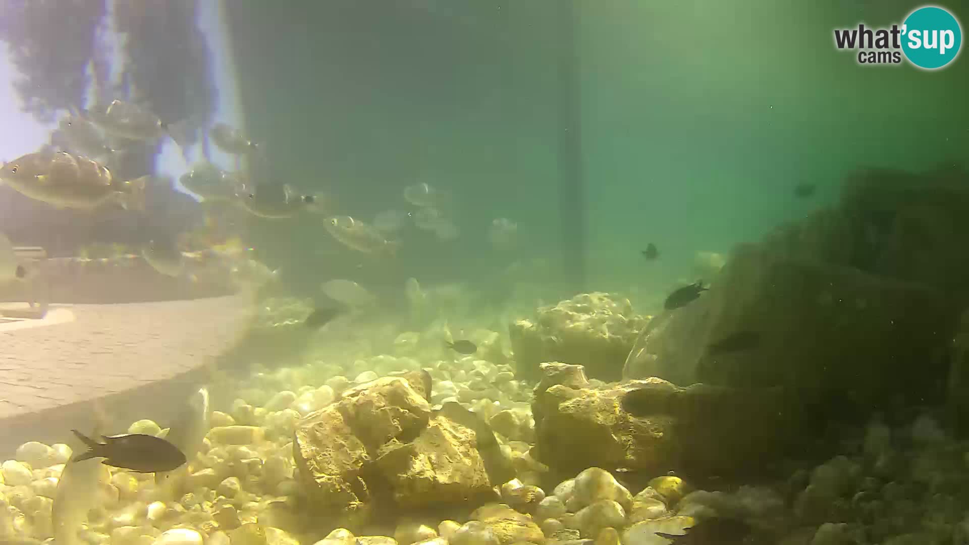 Zunanji morski akvarij Rogoznica spletna kamera Hrvaška