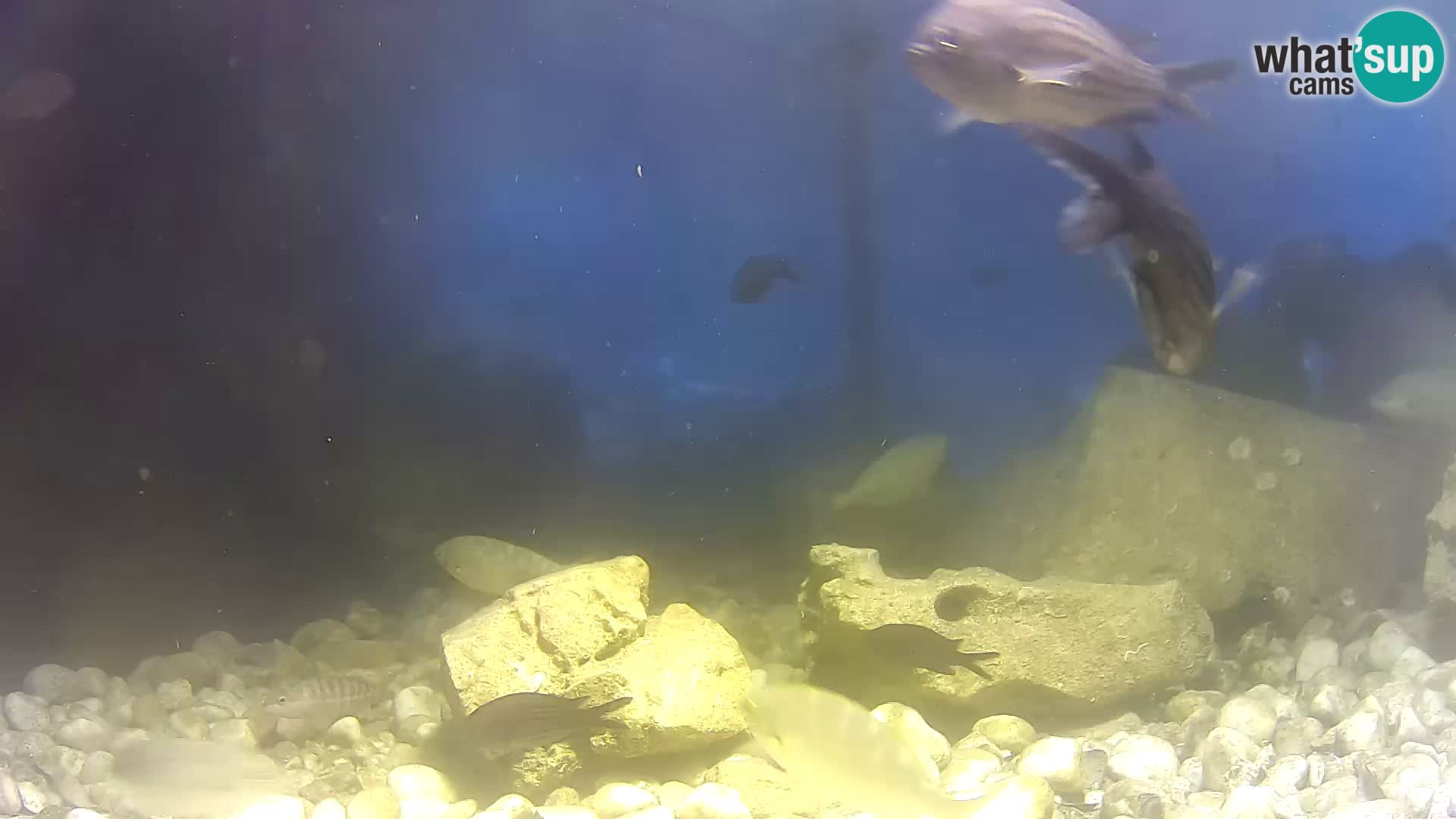 Outdoor Marine Aquarium Rogoznica webcam Croatia
