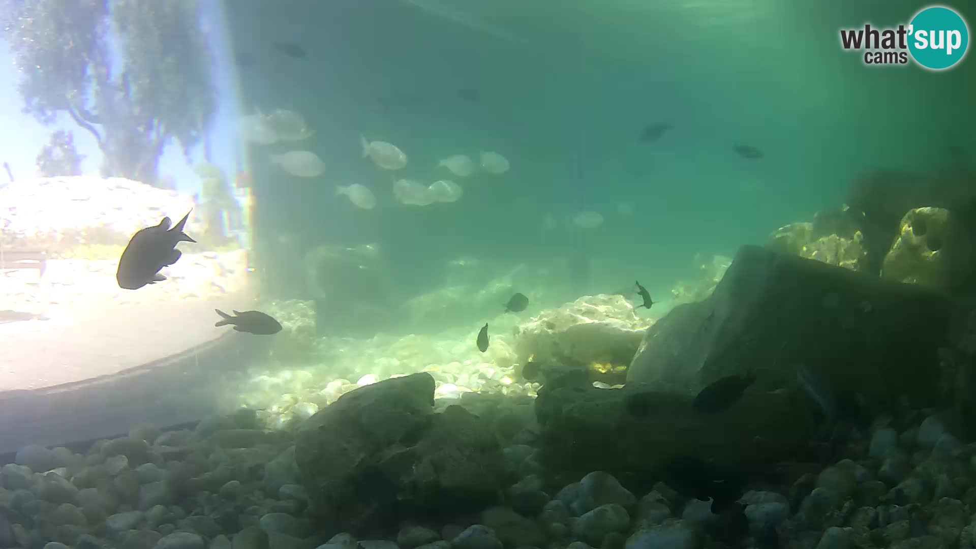 Aquario marino esterno –  Rogoznica livecam Croazia