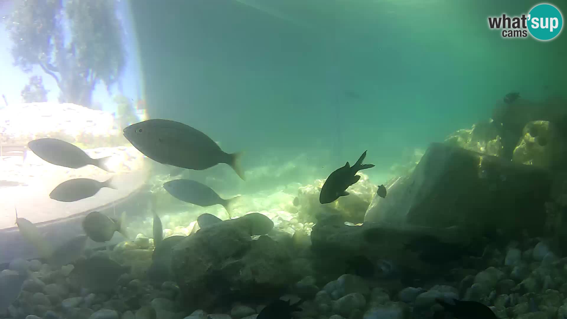 Outdoor Marine Aquarium Rogoznica webcam Croatia