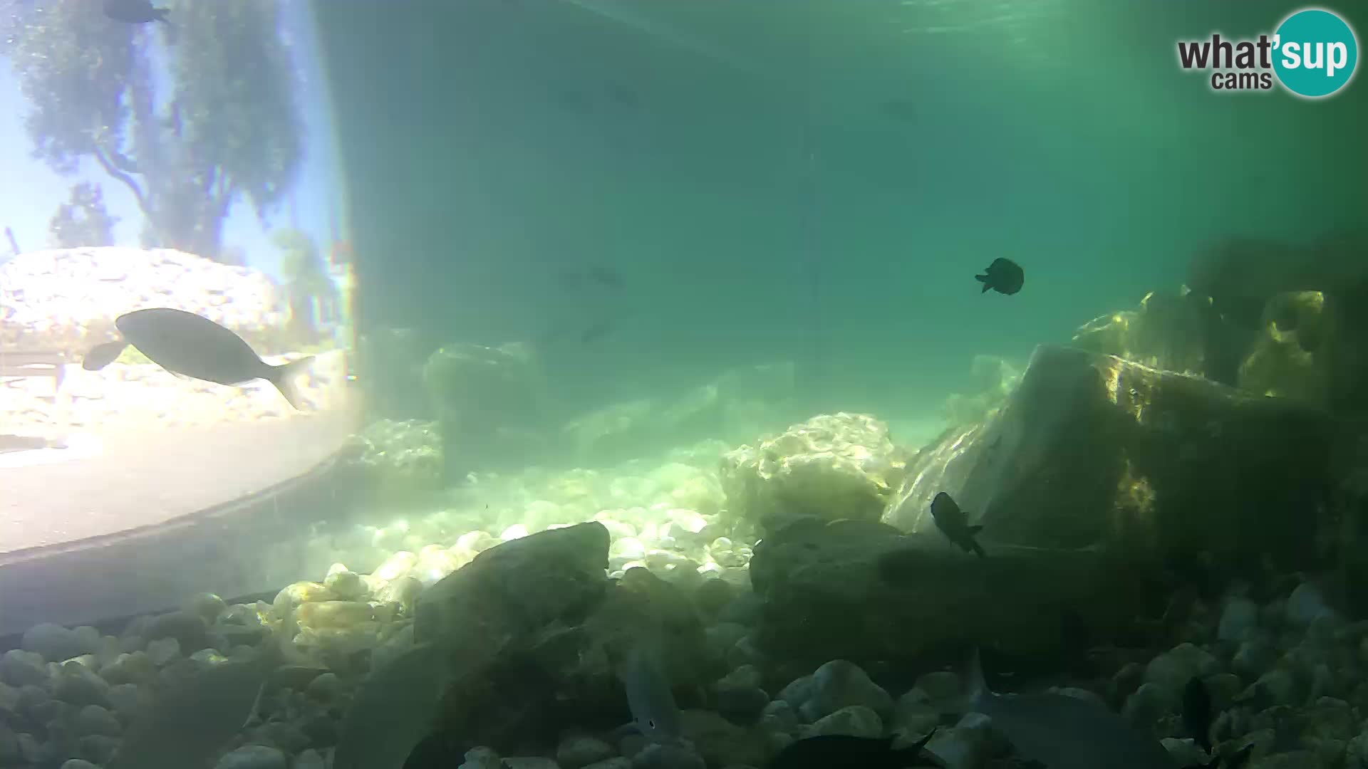 Webcam de l’aquarium marin extérieur de Rogoznica Croatie