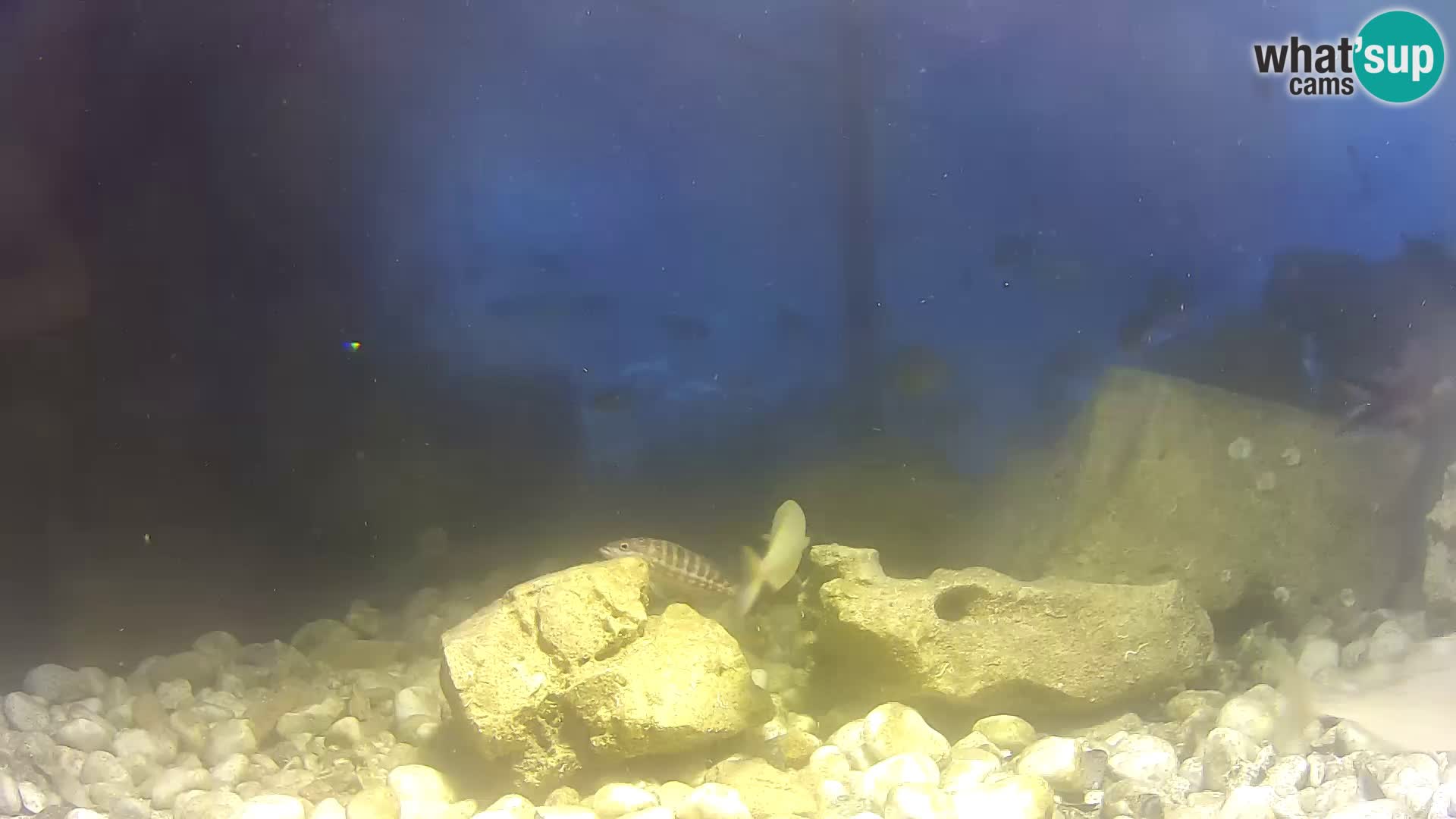 Outdoor Marine Aquarium Rogoznica webcam Croatia