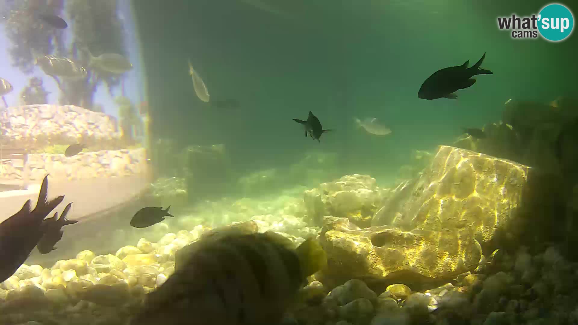 Aquario marino esterno –  Rogoznica livecam Croazia