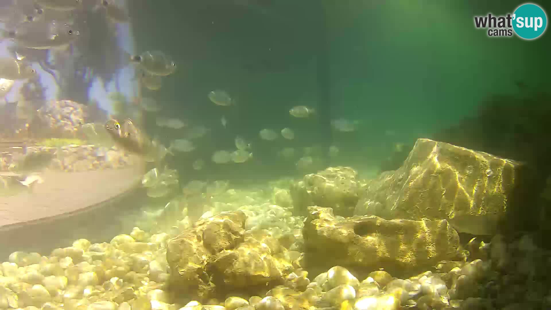 Acuario marino al aire libre Rogoznica webcam Croacia