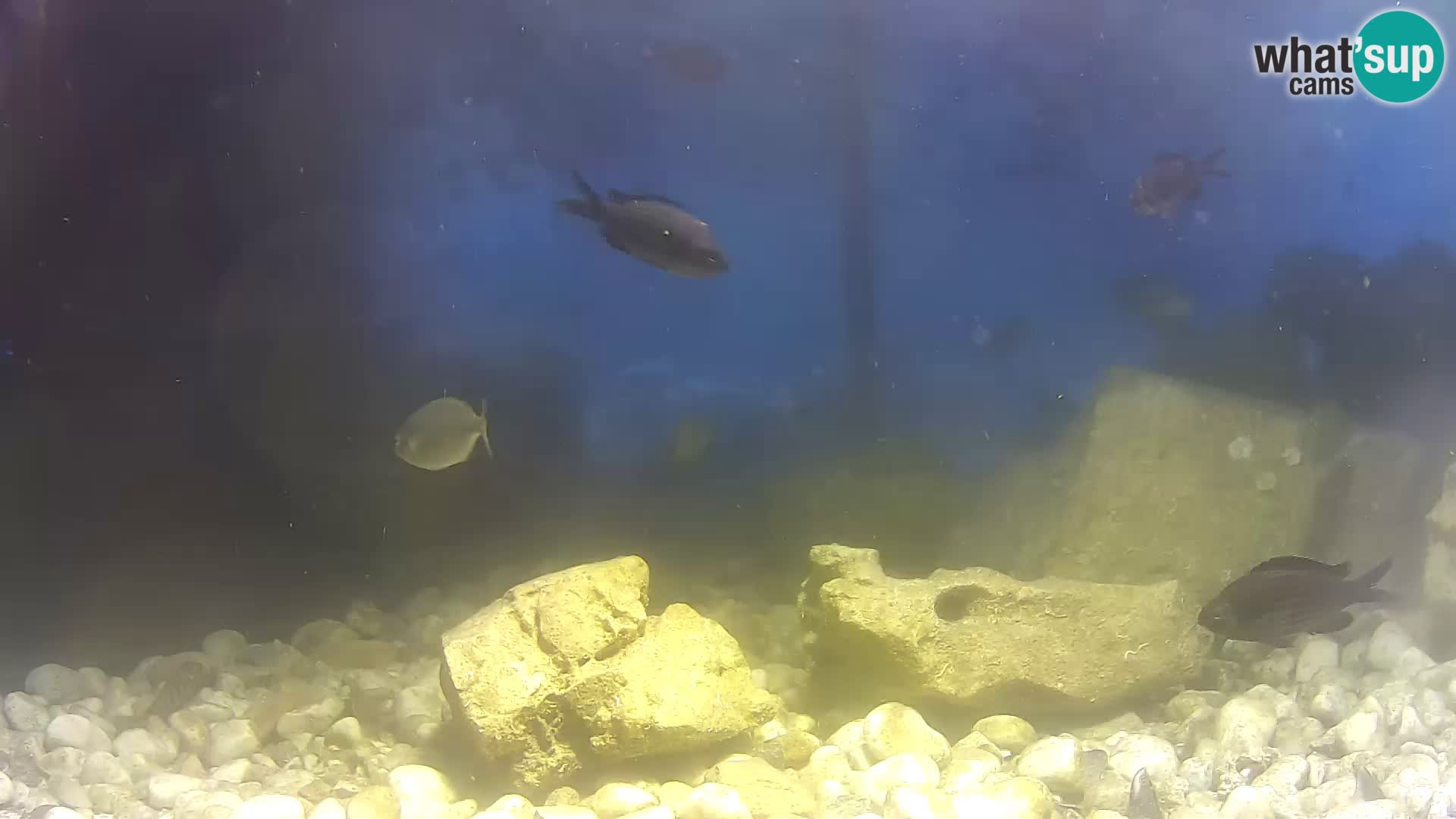 Outdoor Marine Aquarium Rogoznica webcam Croatia