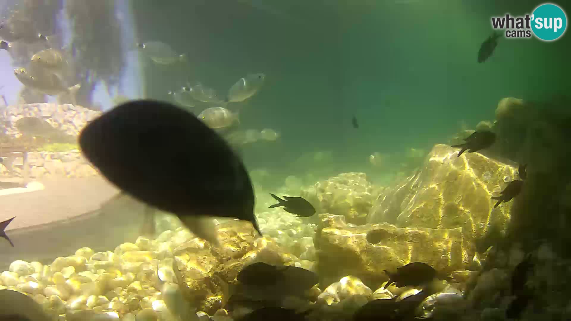 Outdoor Marine Aquarium Rogoznica webcam Croatia